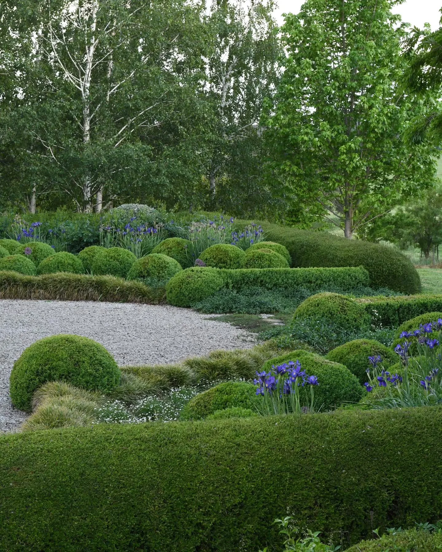 The Siberian irises are coming to an end. The much anticipated moment skips by in a flash, reminding me of mum as it does, and leaving me with gratitude for a childhood guided by a mother, grandmothers and aunts who gardened, sewed, cooked, crafted -