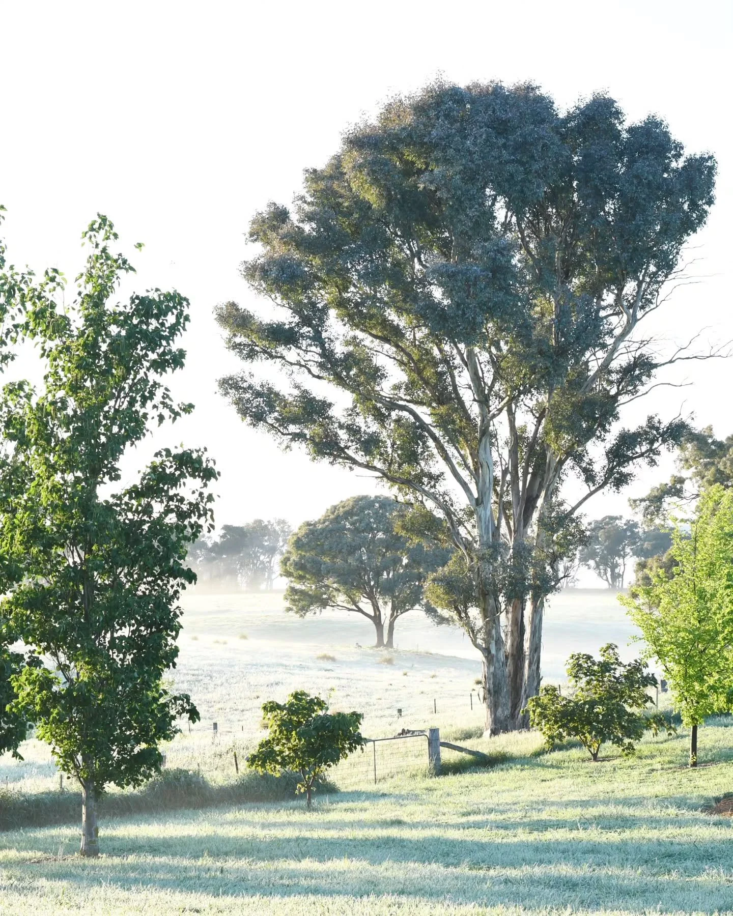 Has it been a cool spring in your part of the world? Here we've had frosts into November,  thankfully not too severe, but enough to make me nervous about the tomatoes I planted too impatiently.  The garden has been slower than usual to emerge, really