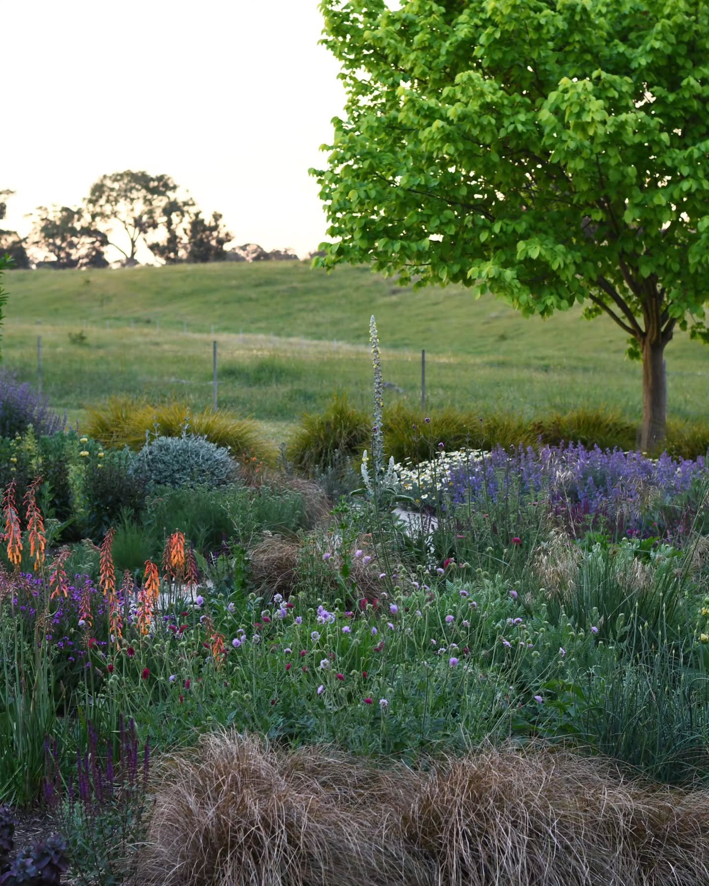 It's been a slow start this year, but the perennials are filling in, new colours popping in blue, purple,  orange and cerise - the jewel colours in time for summer!
It looks green, but the ground is dry. On Tuesday we have a new solar pump being inst