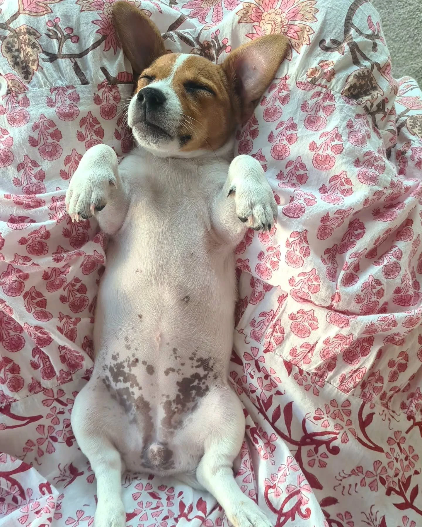 This week, Madge turned two. We don't really celebrate dog birthdays - there are no minced meat cakes here - but I can't let it go without acknowledging the sunshine and optimism this little soul has brought into our lives. She arrived with us just a