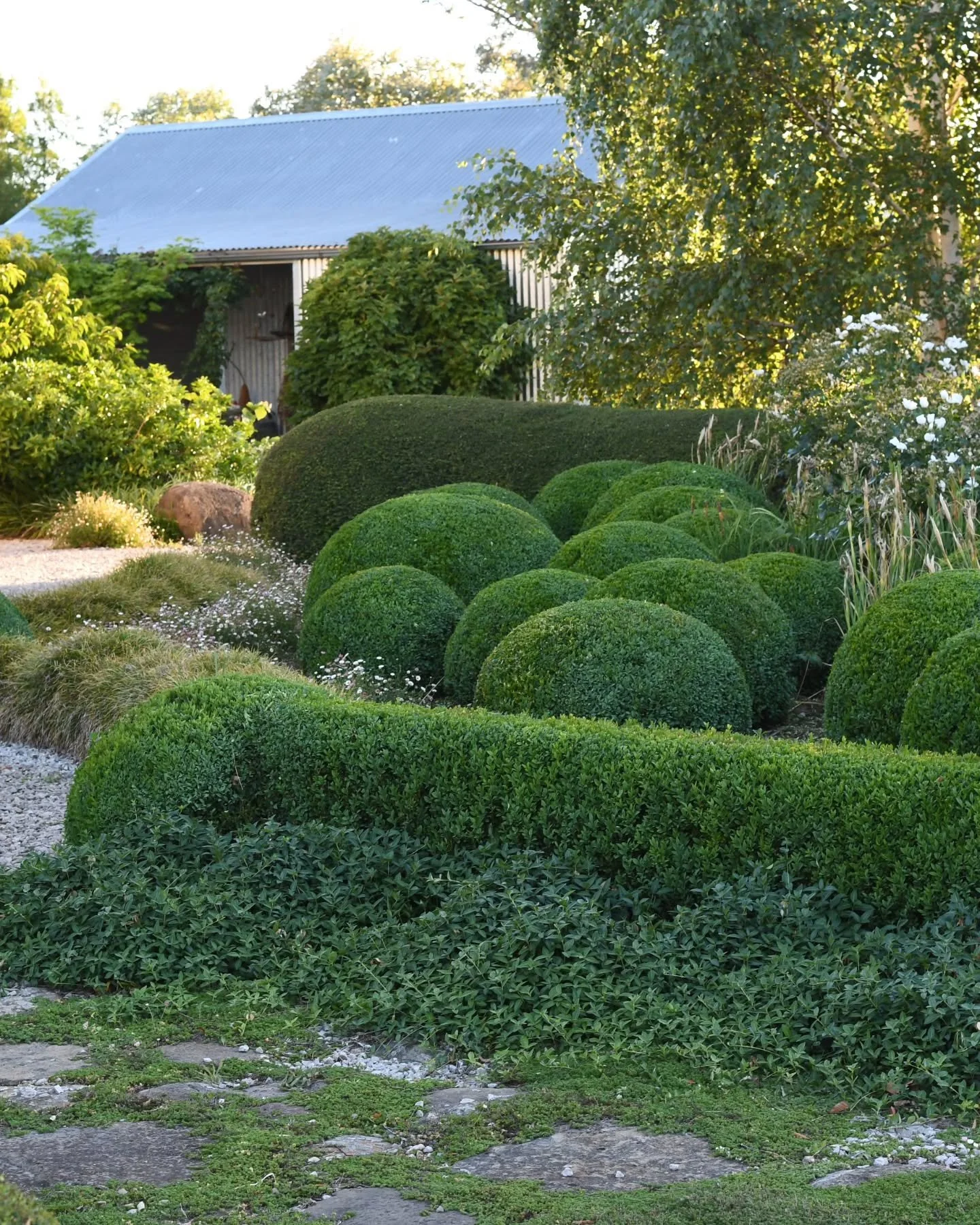 That fresh feeling - freshly washed sheets, freshly cut hair, freshly baked bread, freshly picked tomatoes...and right up there,  freshly clipped hedges and crisp domes.  It's so satisfying,  and usually I'm standing back looking at my own clipping e
