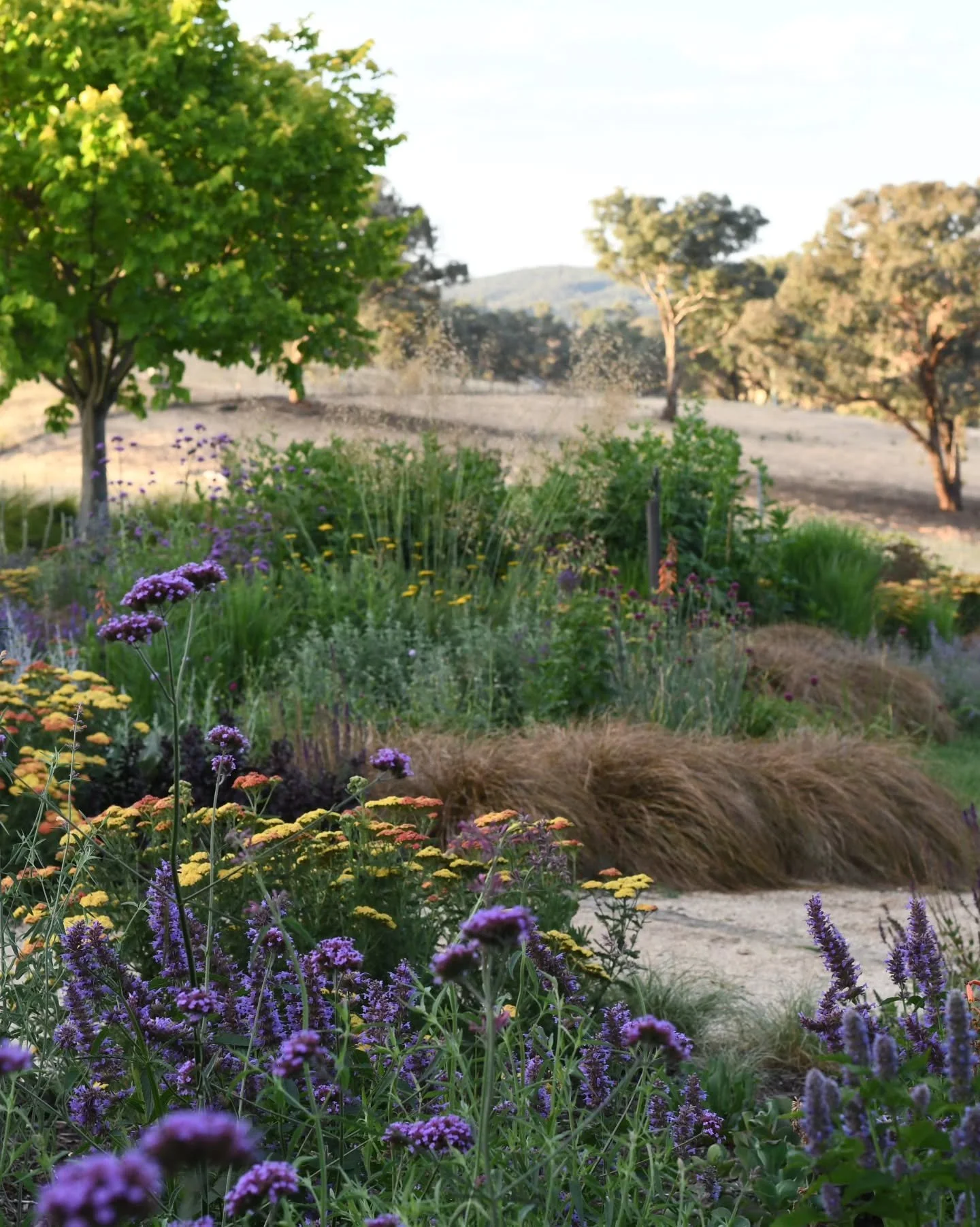 I walked the garden this evening with the intention of being simply present and in the moment; to step out of the anger and distress that has weighed heavily this week, to move away from the commentary, and to just be. The birds do it well. The flowe