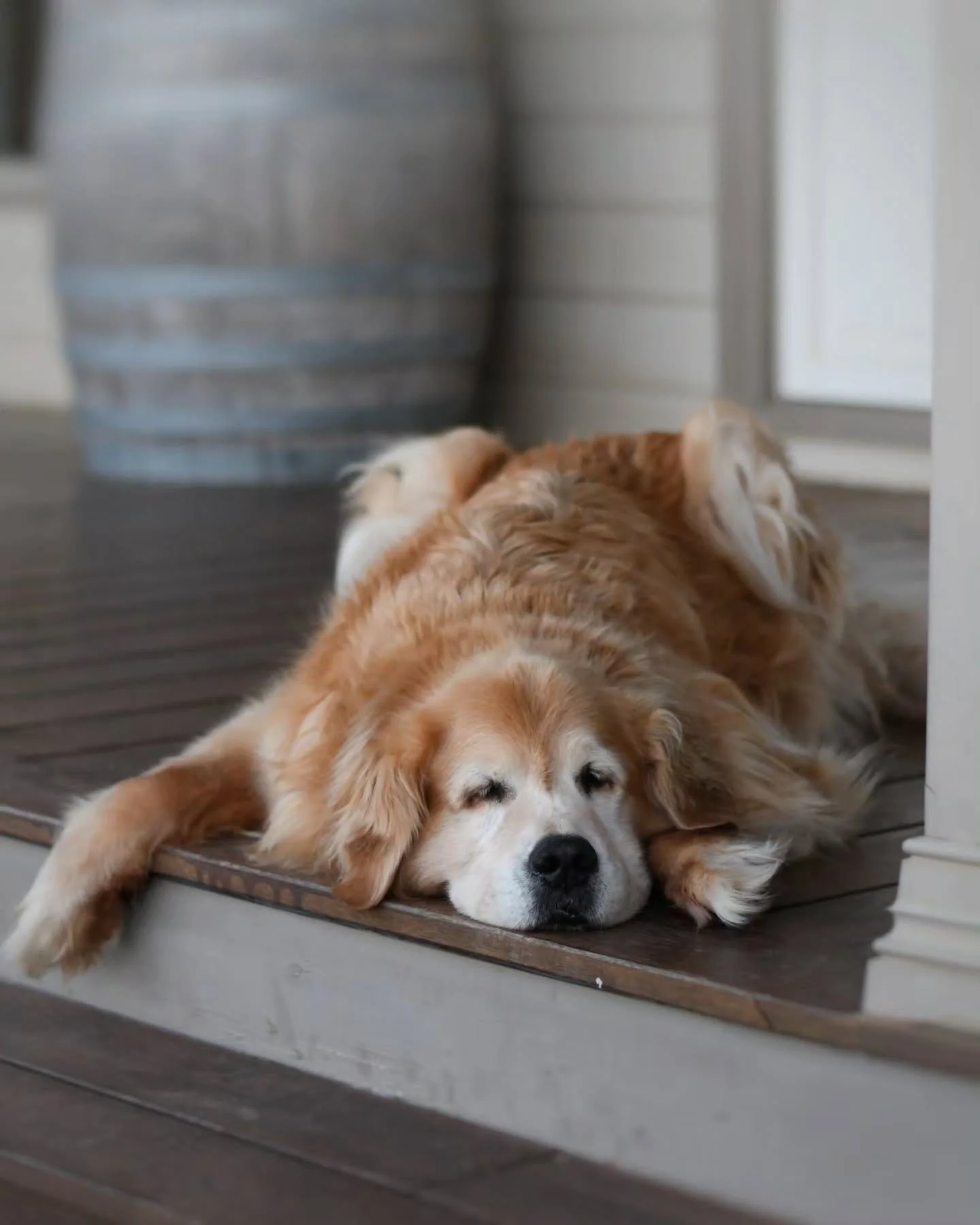 Aaahhh yes, I get it.  Today I feel like my flesh is melting off my bones, like Hugo. I had great intentions of prepping the house a little for Christmas - sweeping away the beetles that have been swarming in armies around lights,  making jam from th