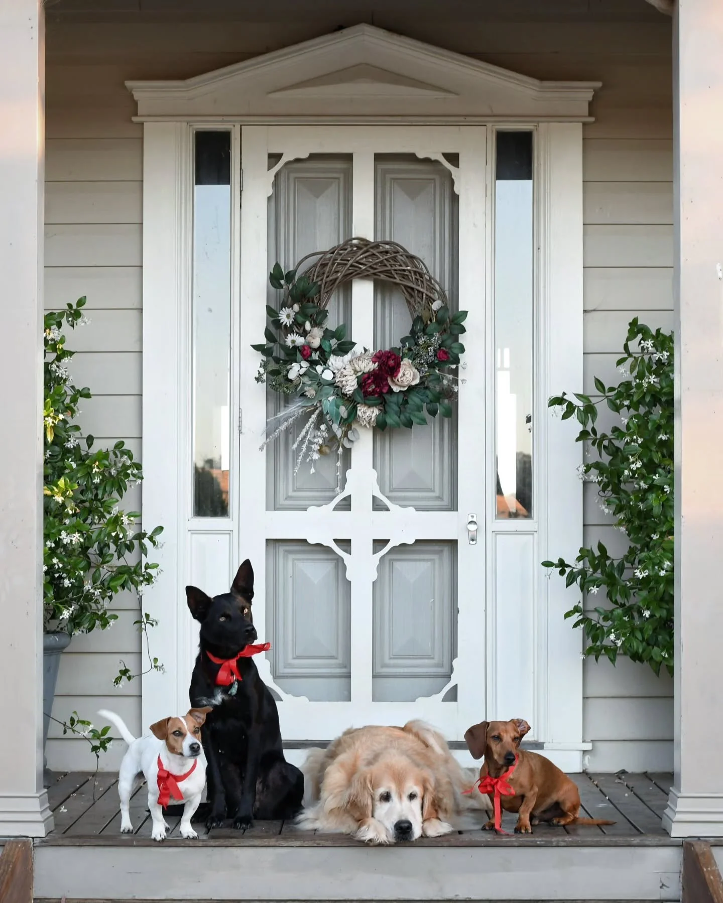 And that's a wrap from our 2026 6am Christmas eve photo shoot! From all of The Garden Curator bunch, we wish you a joyous, delicious,  safe and blessed Christmas, in the spirit intended. THANKYOU for sharing this space with us, we are grateful.  Go w