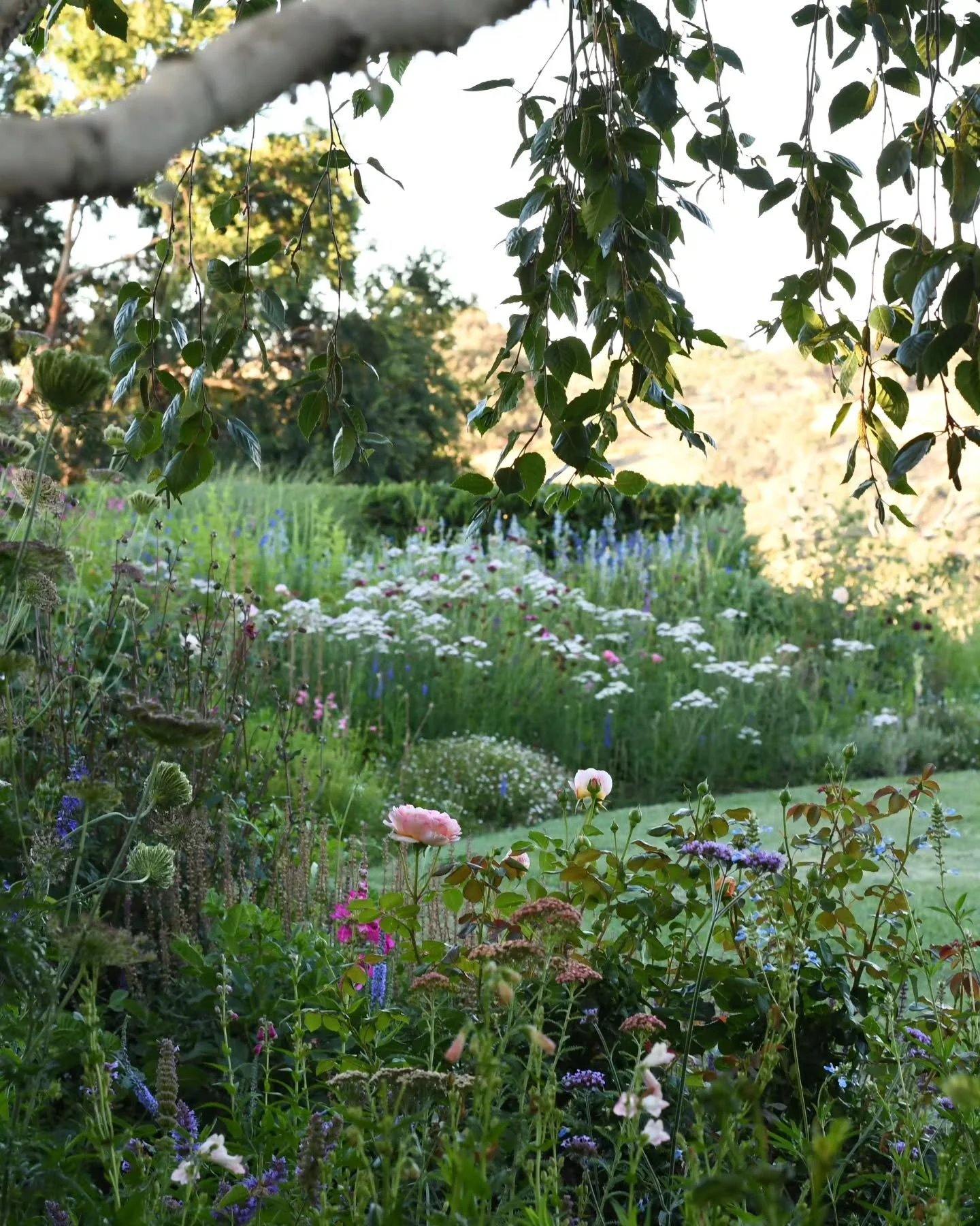 From my cane chair on the back verandah, I look here.
There's something wonderful about a verandah; it's a gathering place, a place neither inside or out, a sit spot, an observation deck, a room but not a room...comfortably neutral. A verandah is the