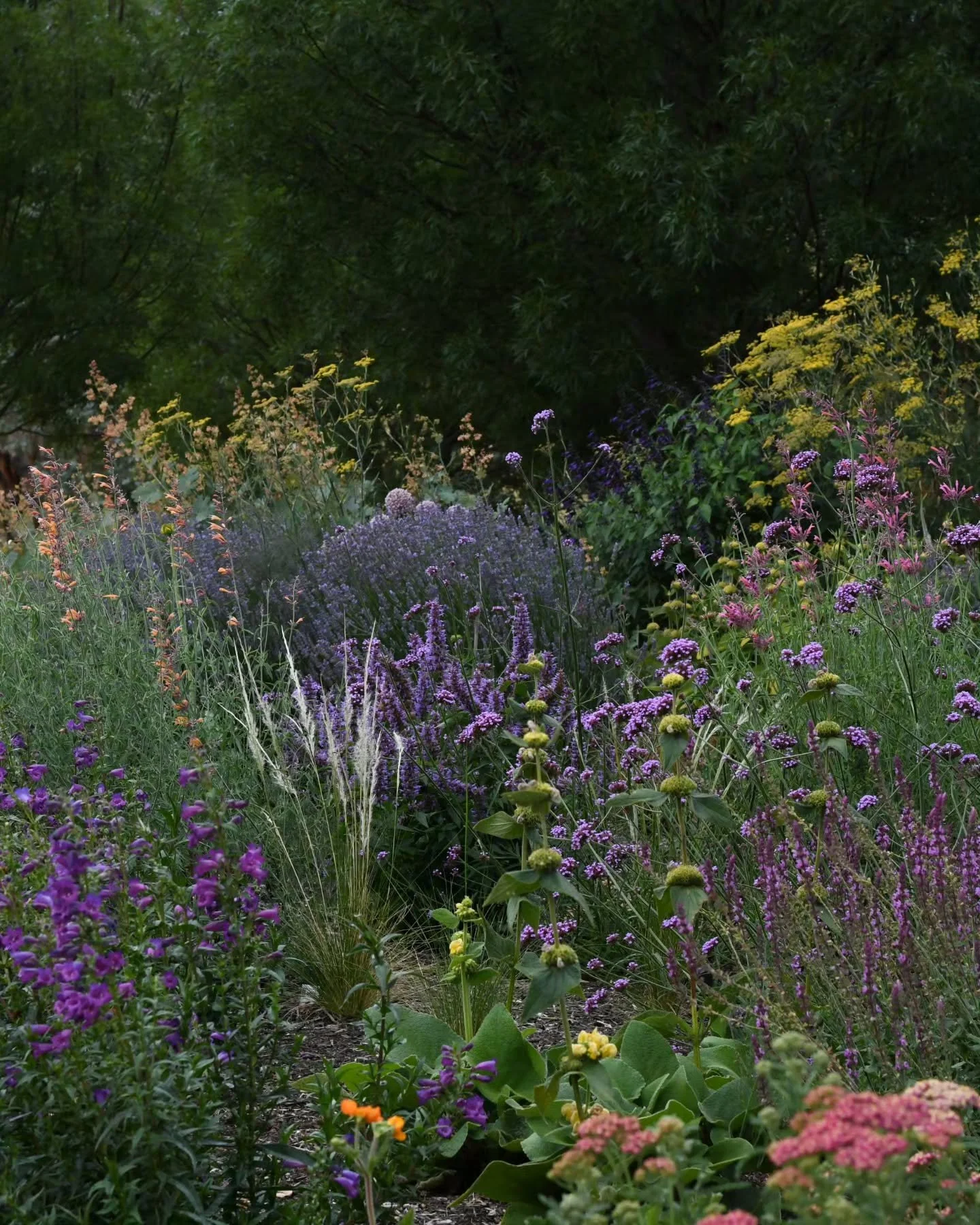 All the flowers.  These beds sit in front of a copse of claret ash trees, which provide a rich dark canvas behind the wash of perennial flowers at the height of summer, just as they are sparkling. There's an eleagnus hedge behind too,  which bridges 