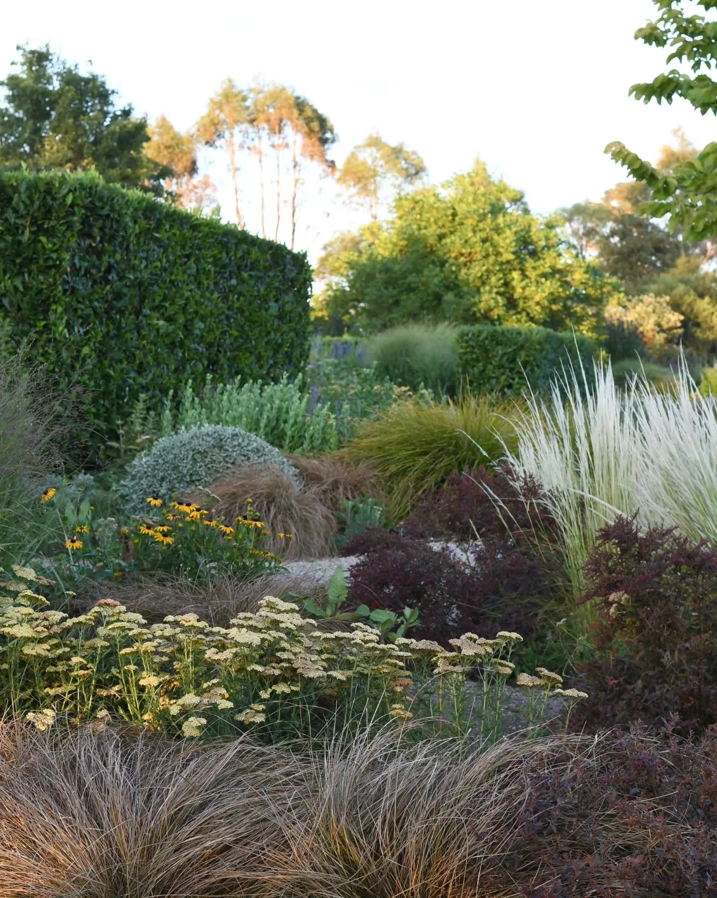 A little corner where the foliage is currently winning over the flowers. I particularly love the dark copper red foliage of the Haloragis erecta 'Wellington Bronze' I bought it from @perennialle_plants a couple of years ago,  and for some reason can 