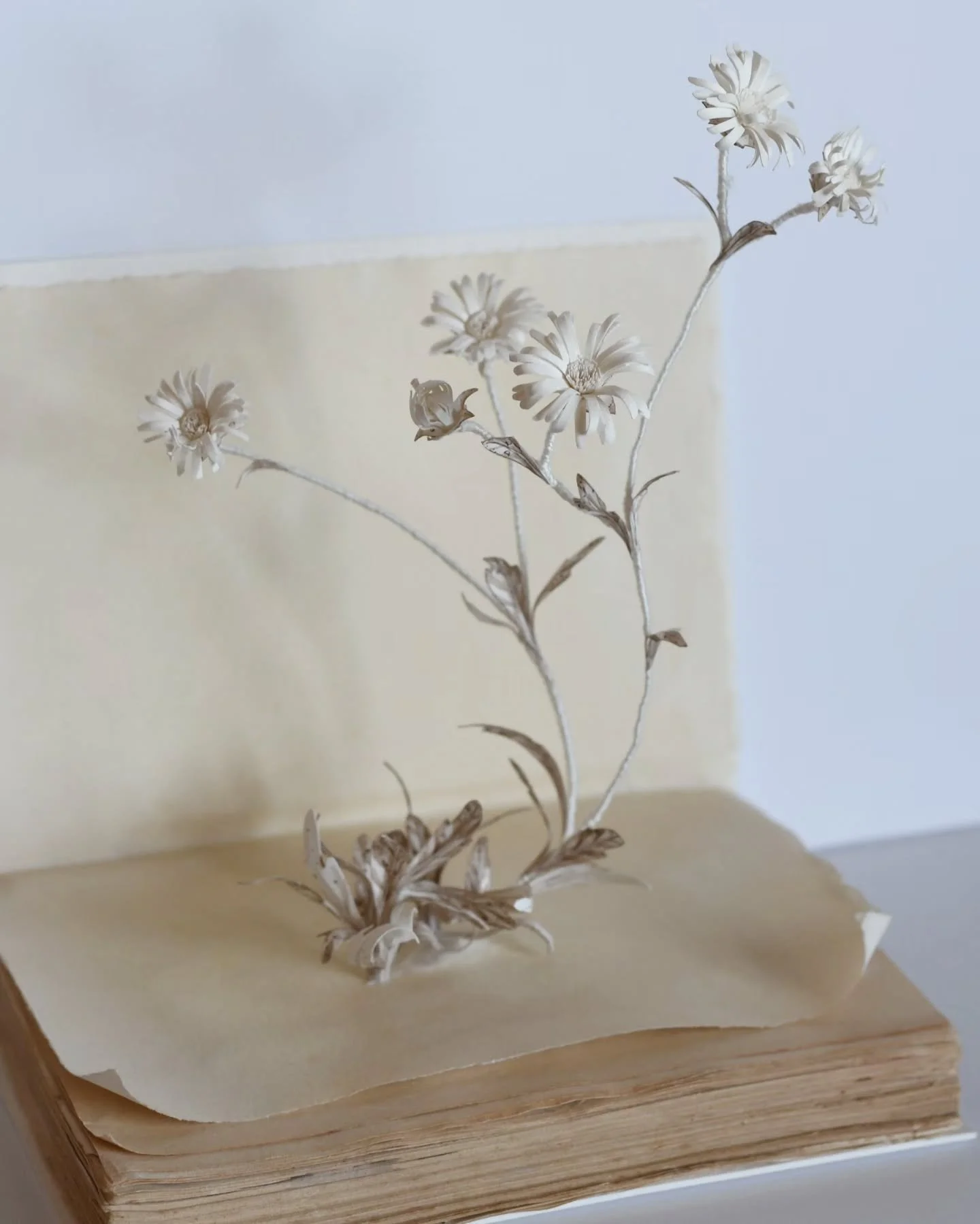 New stories unfolding in the studio. Playing with new ways of making...
.
.
#paper #papersculpture #colleenesouthwellartist #paperflowers #botanicalart