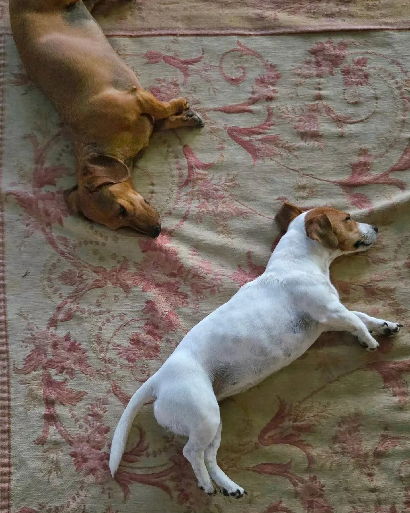 Pictures speak a thousand words, right? Among the thousand I think these from this week are saying sluggish, sweltering, slumped, parched, weary, grumpy and wake-me-up-when-autumn-arrives. There are some expletives that could be added, but I won't...