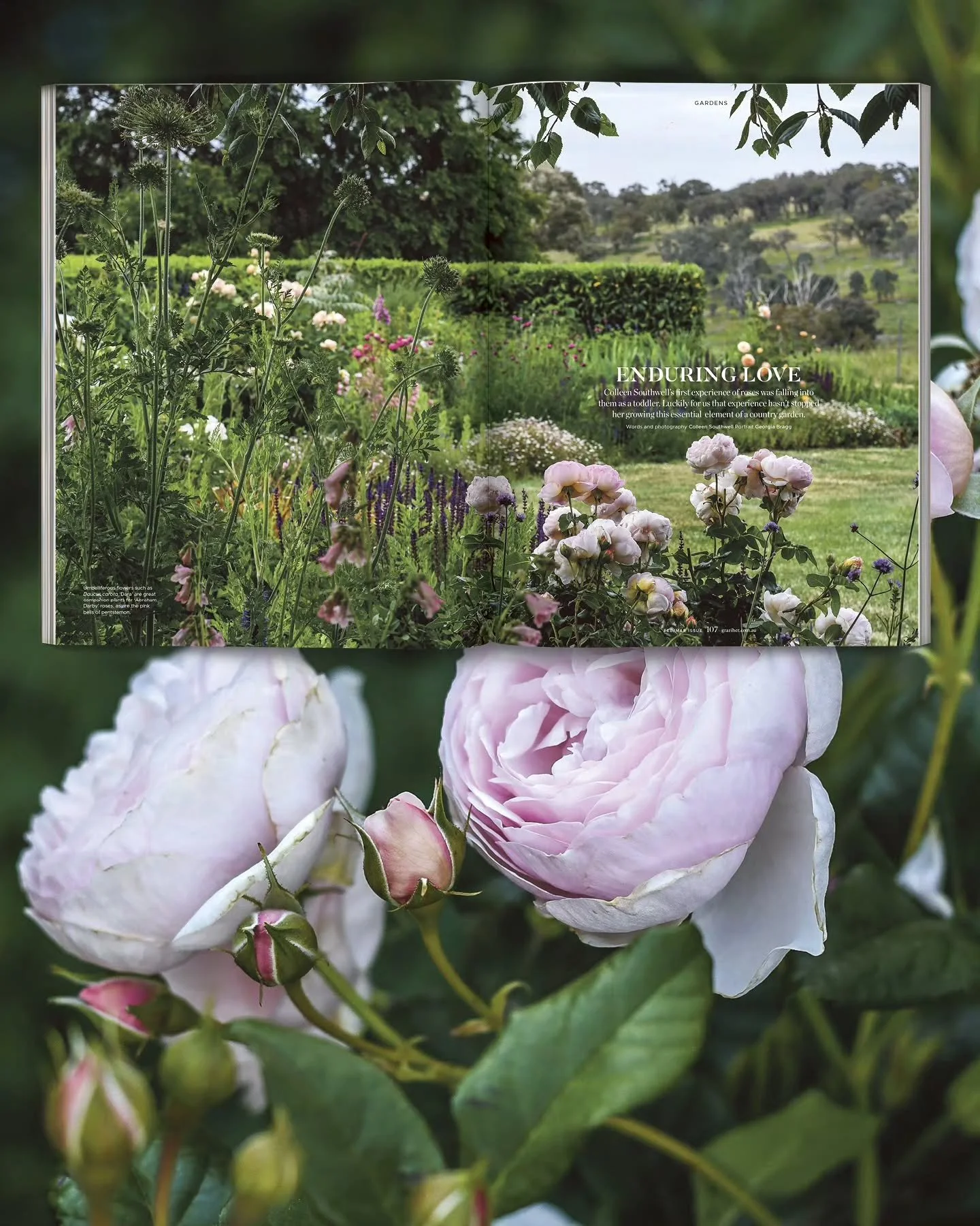 It's all things rosy in my story for the current issue of @graziher magazine, and thanks to the clever team behind the mag it looks beautiful! Within the pages I share some of my all time favourite roses.
There are always great stories of rural life 