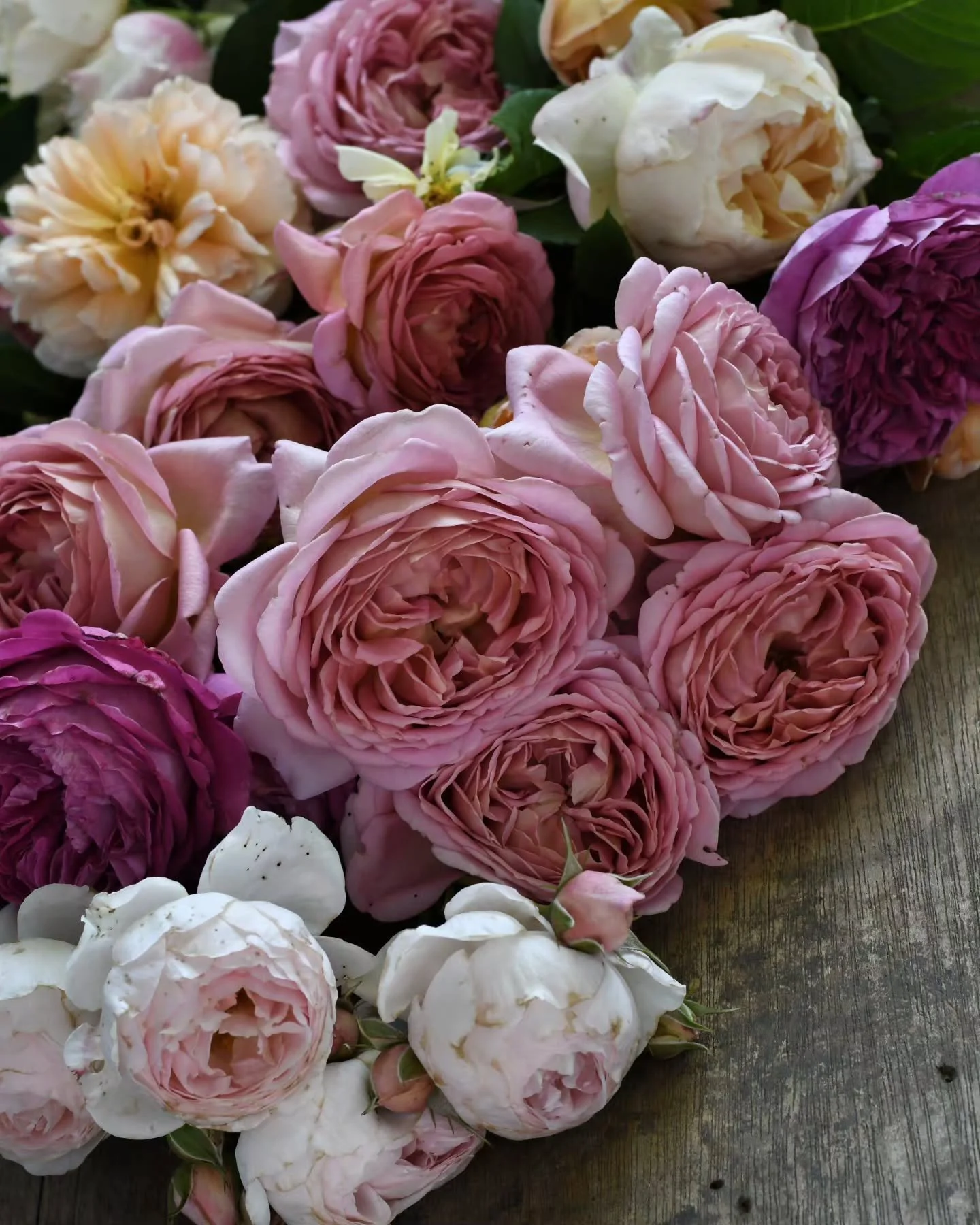 This month has dealt heat, wind, and zero rain, but despite it all the roses keep rolling on. Their gentle beauty belies their strong and stoic character - they really are the toughest of things, resilient, determined and generous. 
I write about ros