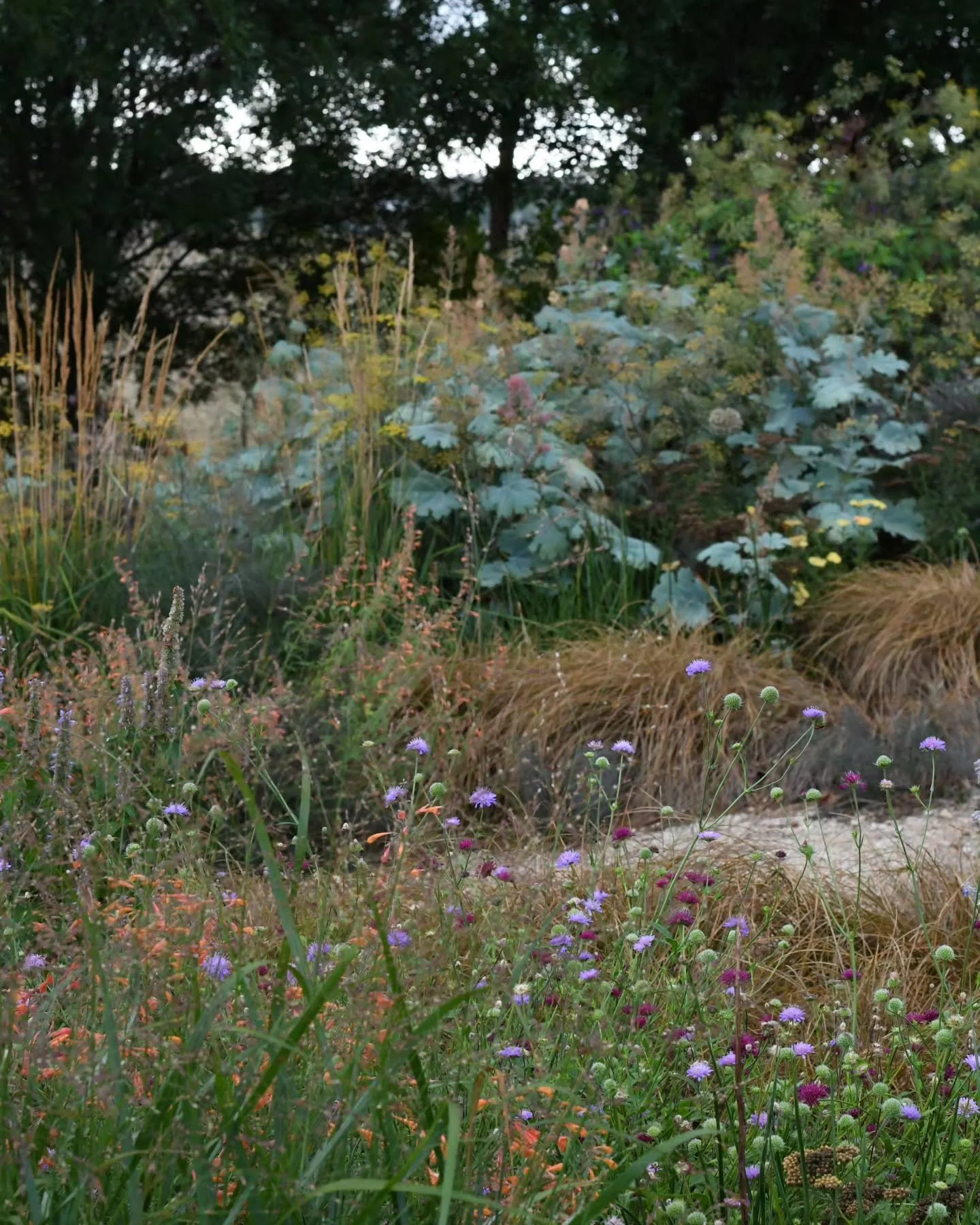 The heat, wind and rainless weeks that summer has delivered have sent the garden into an early seedy state.  Petals have dropped, while lanky stems lean into each other. We welcomed 30mm of rain on the weekend - so needed - and so things have perked 