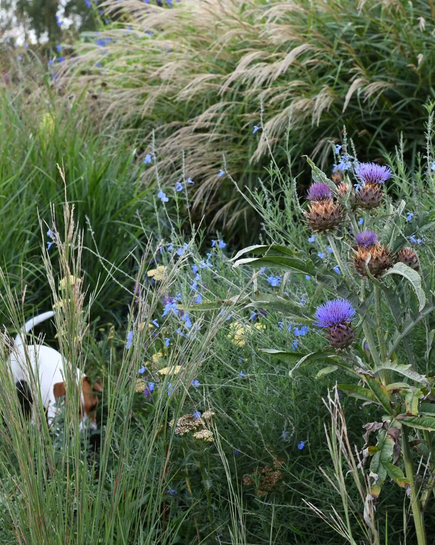 When art mimicks life. The Garden Curator is a weaving together of art and garden - I can't separate these two branches of my practice,  their roots are common, and one nourishes and inspires the other.
The thistle-like cardoons (Cynara cardunculus) 