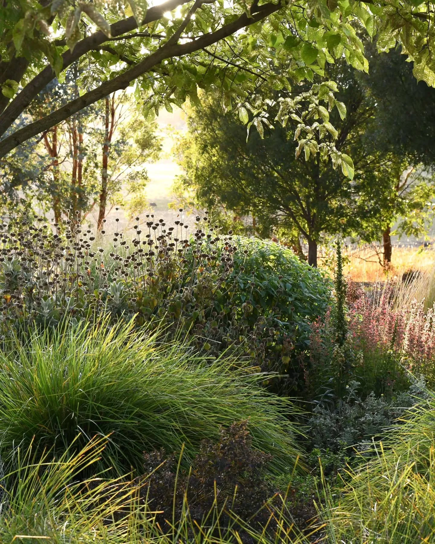 The polkadot seedheads of Phlomis 'Lemon Blush' are just as lovely as the flowers that came before, even more lovely I'd say! They thread like beads along rigid stems and blacken as they age, contrasting with the bleached summer paddocks behind. I al
