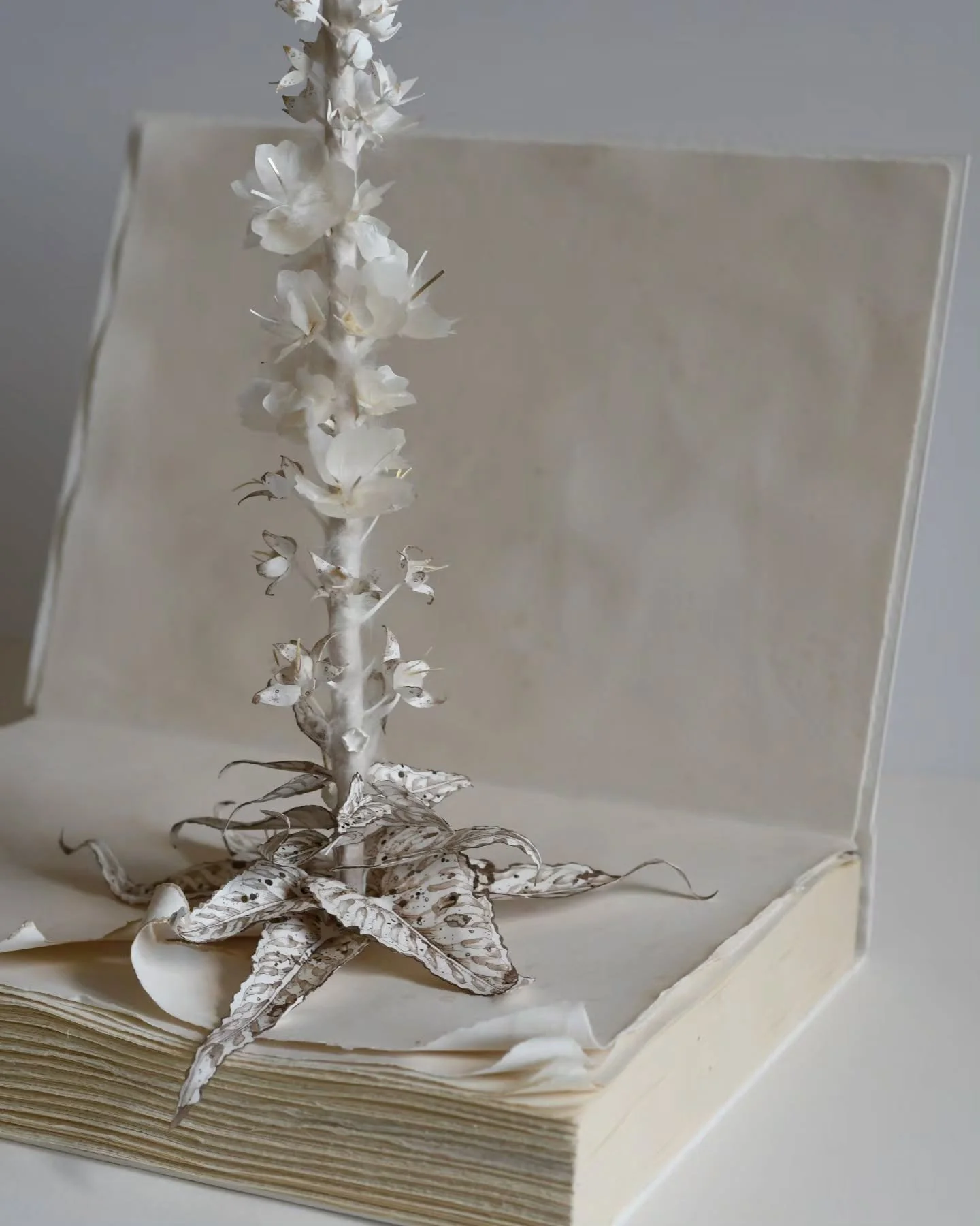 Stories unfolding in the studio today. Stories made of paper, layered stories, hidden stories, found stories. I'm loving working this way, excited for the show that will become of it too.

#paper #papersculpture #booksculpture #seekinglight #apaperga