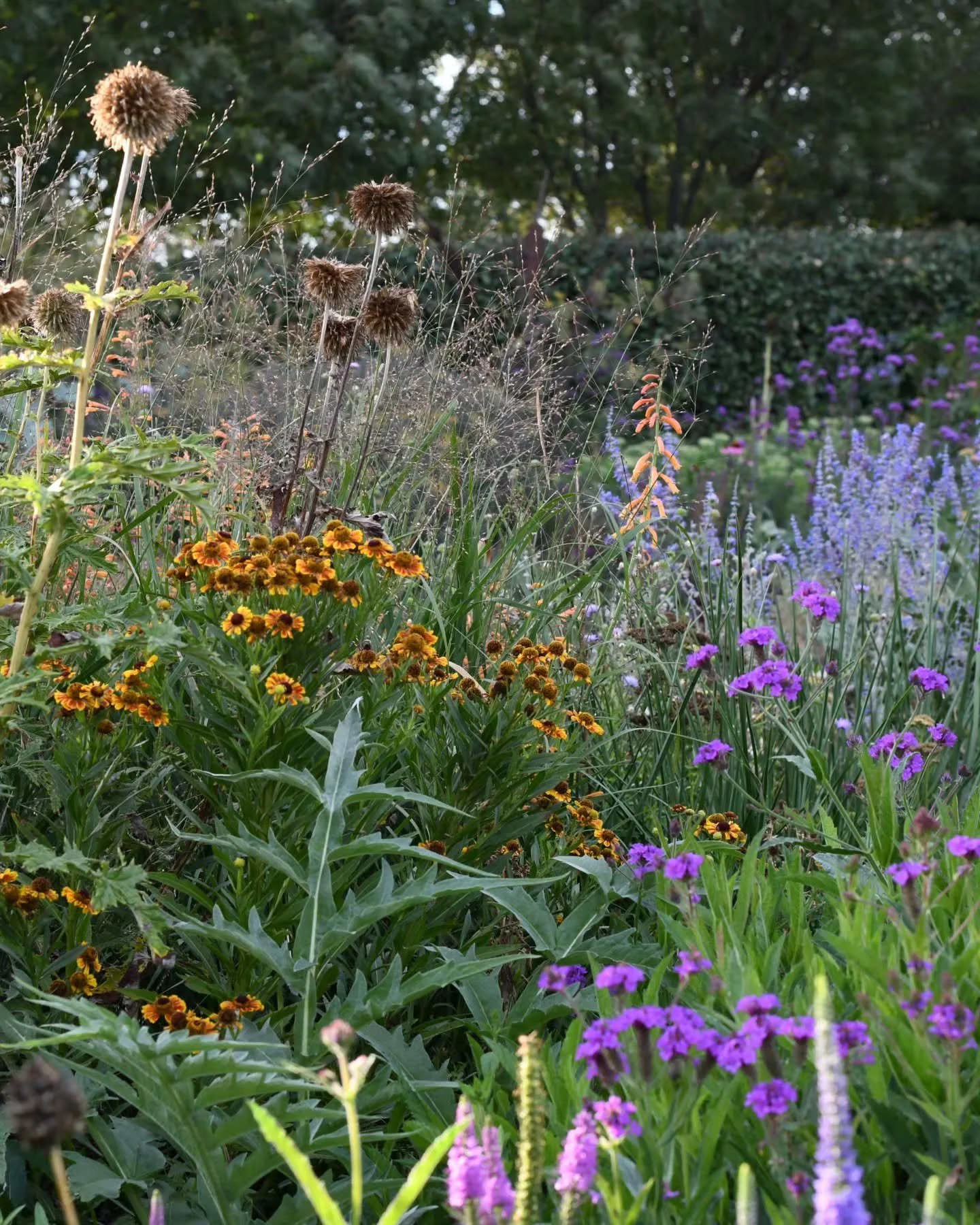 Ten years ago the thought of including orange flowers in the garden wouldn't even cross my mind,  but now I love them! It's far from my favourite colour, but when paired with blues and purples it's just lovely,  and pays homage in a way to our summer