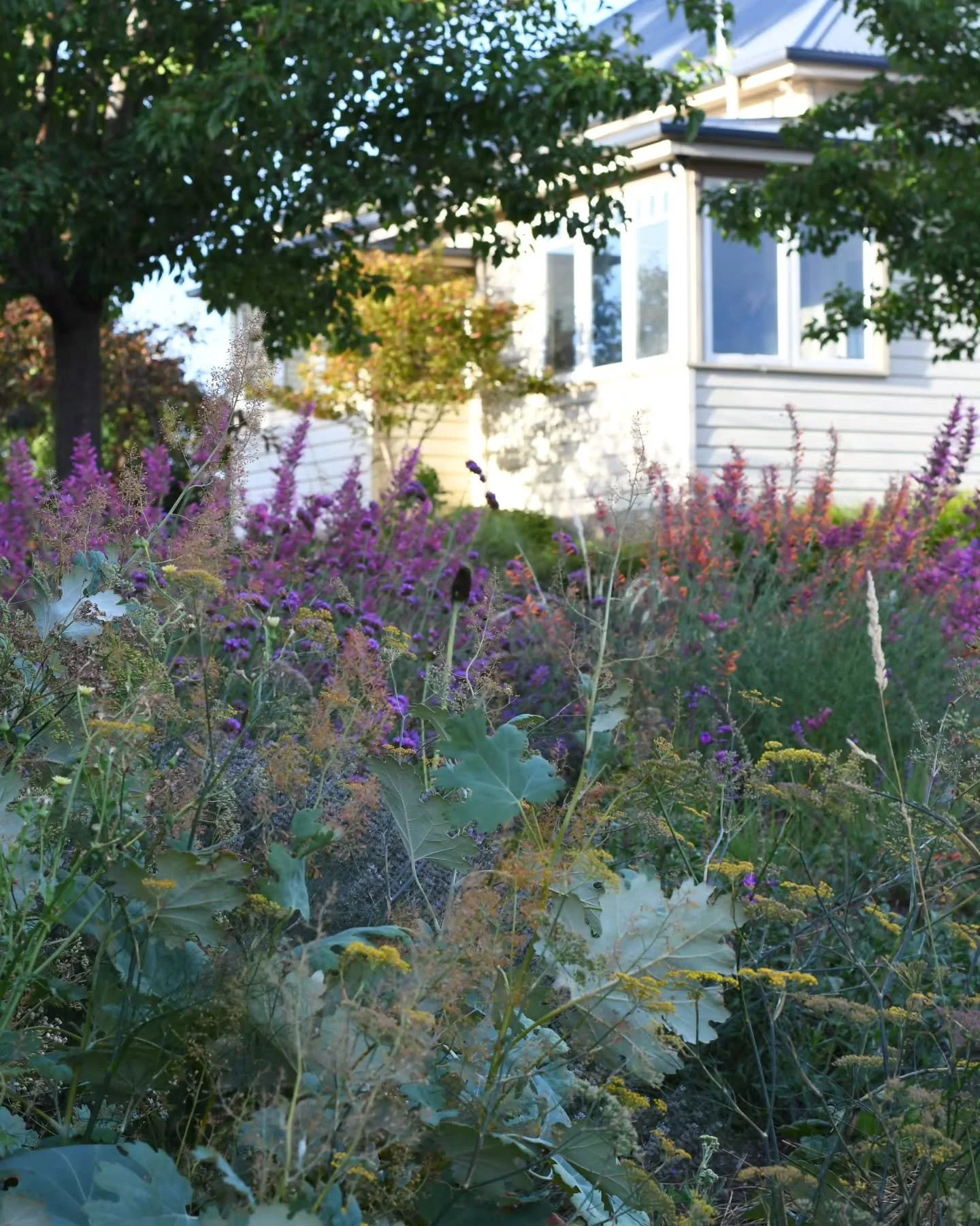 There's a lot to love about the towering perennial, Macleaya cordata aka 'plume poppy' - the giant silver blue foliage, the clouds of salmon blooms, tolerance of dry and frost. It's a wonderful back of border plant, and super for contrast.  She can b
