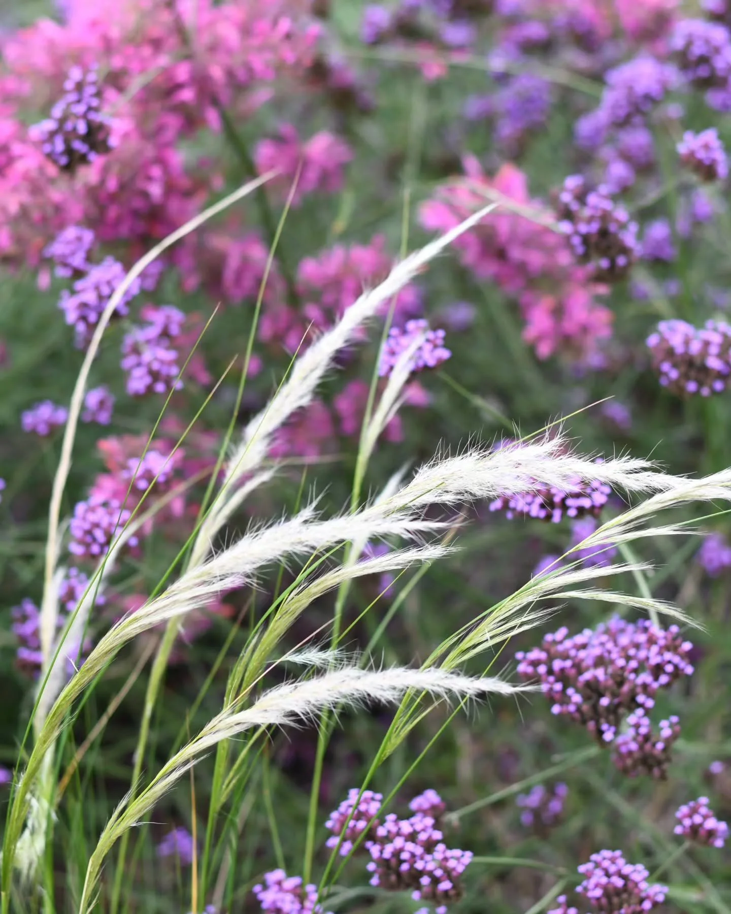 Some good combos in the garden this week. Keep reading for plant names below.
BTW, I'm working on a new edition of Field Notes and it's more perennial goodness with a collection of the favourites I can't live without. ..stay tuned!
Photo 1 - Verbena 