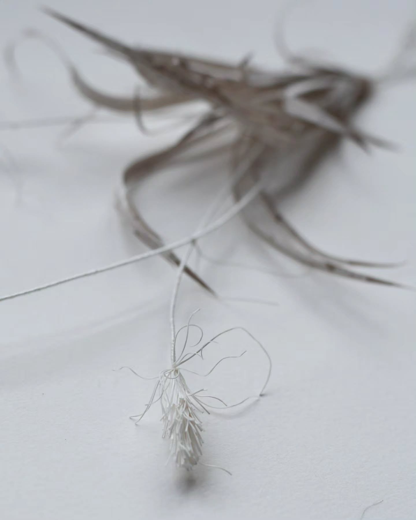 They are plants of silver threads and golden ribbons - the grasses. The garden speaks through the studio, and boundaries are pushed to turn paper to gossamer. The tipping edge is wafer thin, the paper too.
.
.
#madeofpaper #paper #grasses #threads #p