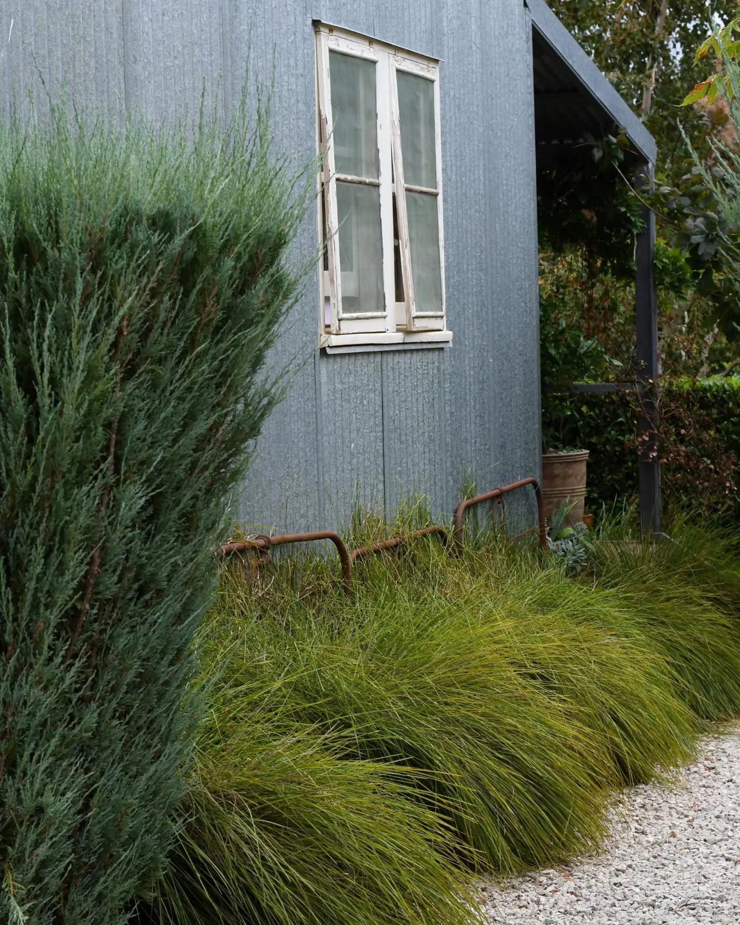 Nandina, diosma, lomandra.....all plants that are used in supermarket carparks and council median strips, often neglected, and more often than not, hideously ugly! I'm not a fan of nandina (a dislike I can't get over I'm afraid), but lomandra is such