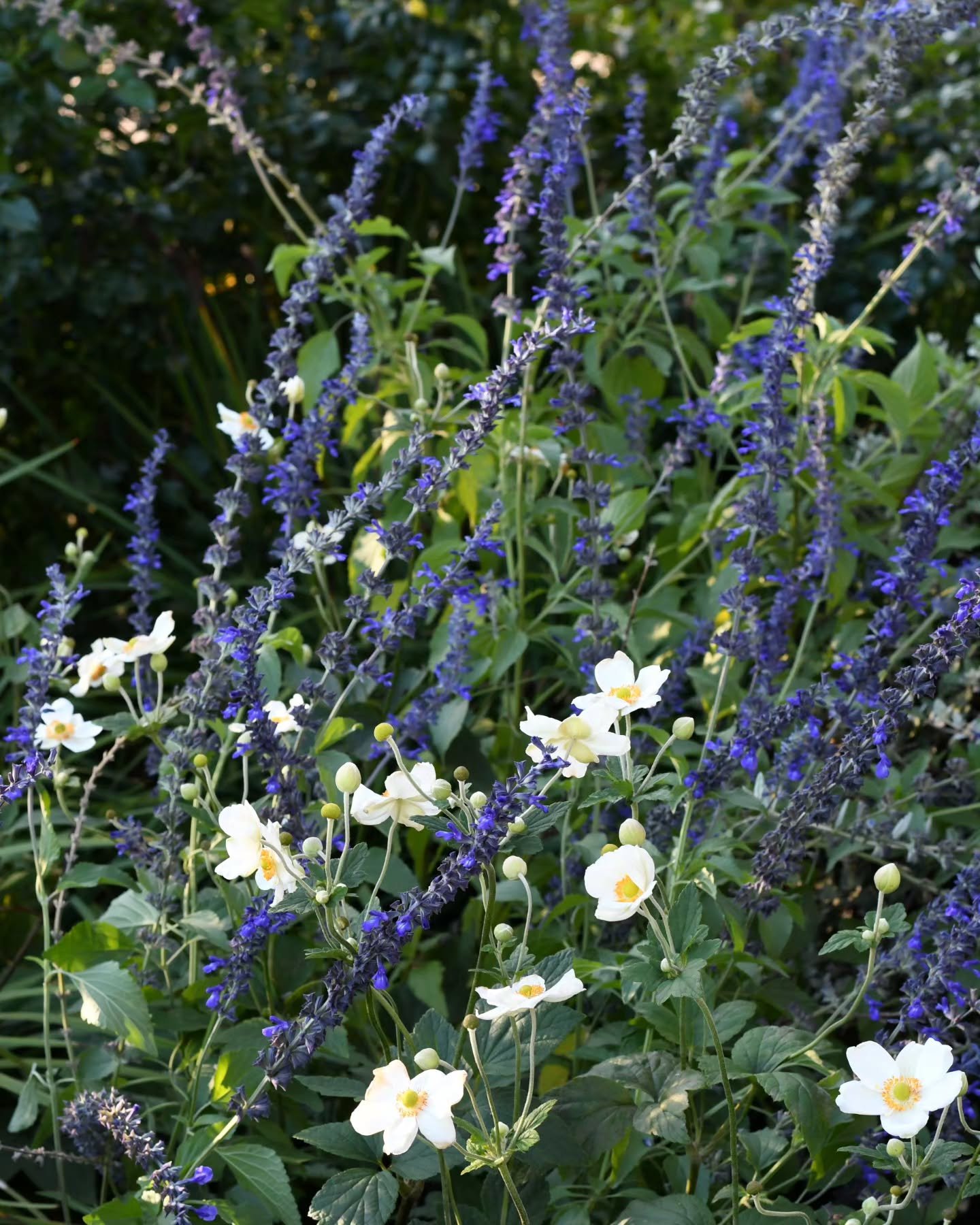 This is a match made in heaven, in blue and white - white porcelain blooms of Japanese windflowers, with the near navy flowers of Salvia 'Indigo Spires '. It's a lanky salvia best tucked among other things for support, and here the windflowers and ro