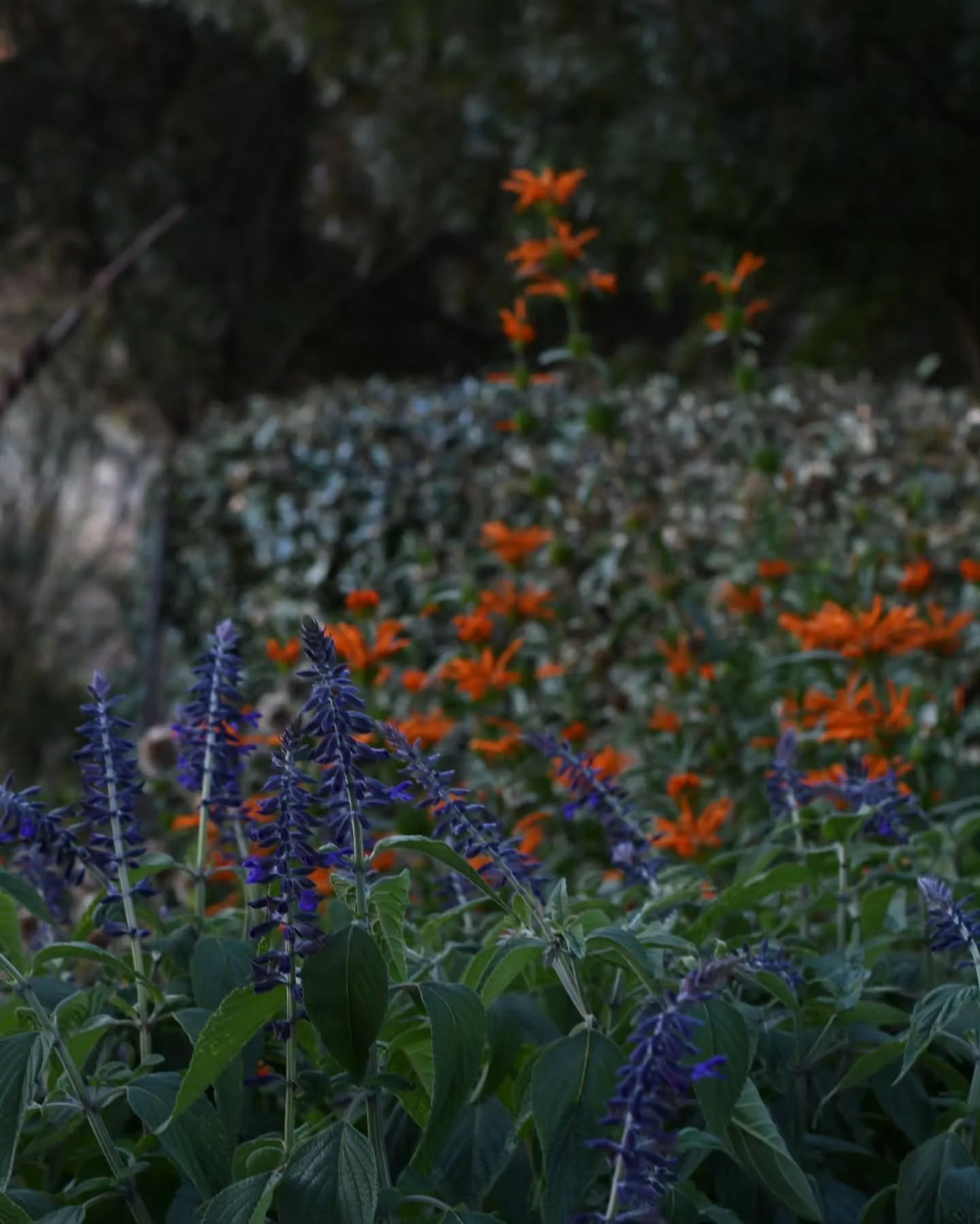 I wait for this combo every year - the inky blue of Salvia 'Anthony Parker', and vivid orange of Leonotis leonurus (aka lions ear). The Leonotis is a tough thing,  barely watered, but pops back every year without fail. When the whorls of orange flowe