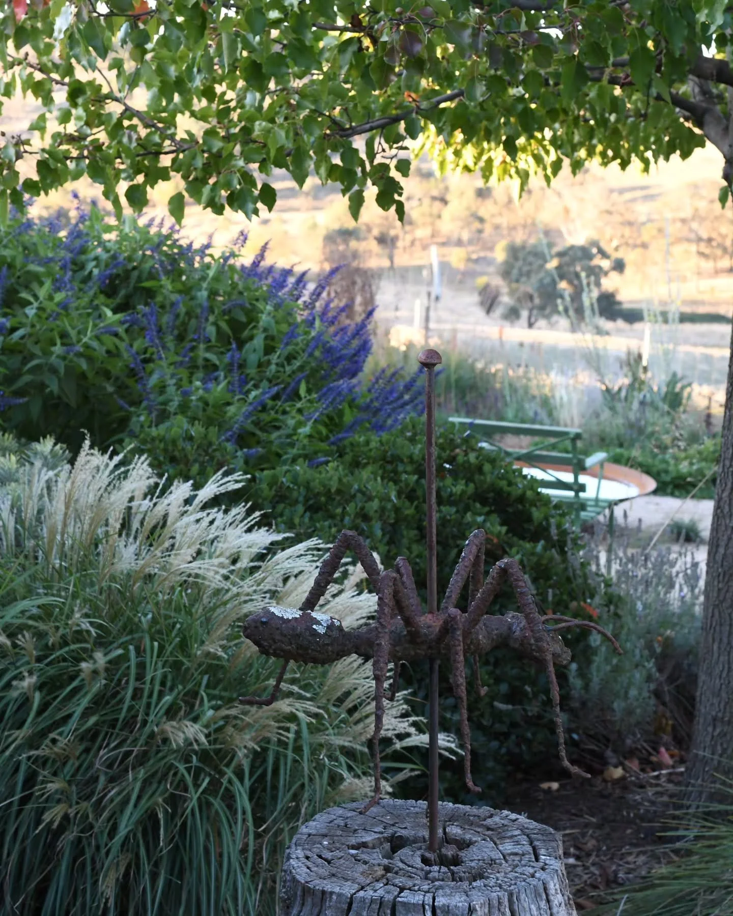 Anthony has arrived - Salvia 'Anthony Parker' that is - he's late to the party visiting in autumn but so worth the wait for the fabulous navy-cobalt blue flowers. Here are some of my favourite combos. 
This salvia is a big shrubby form, wonderful for