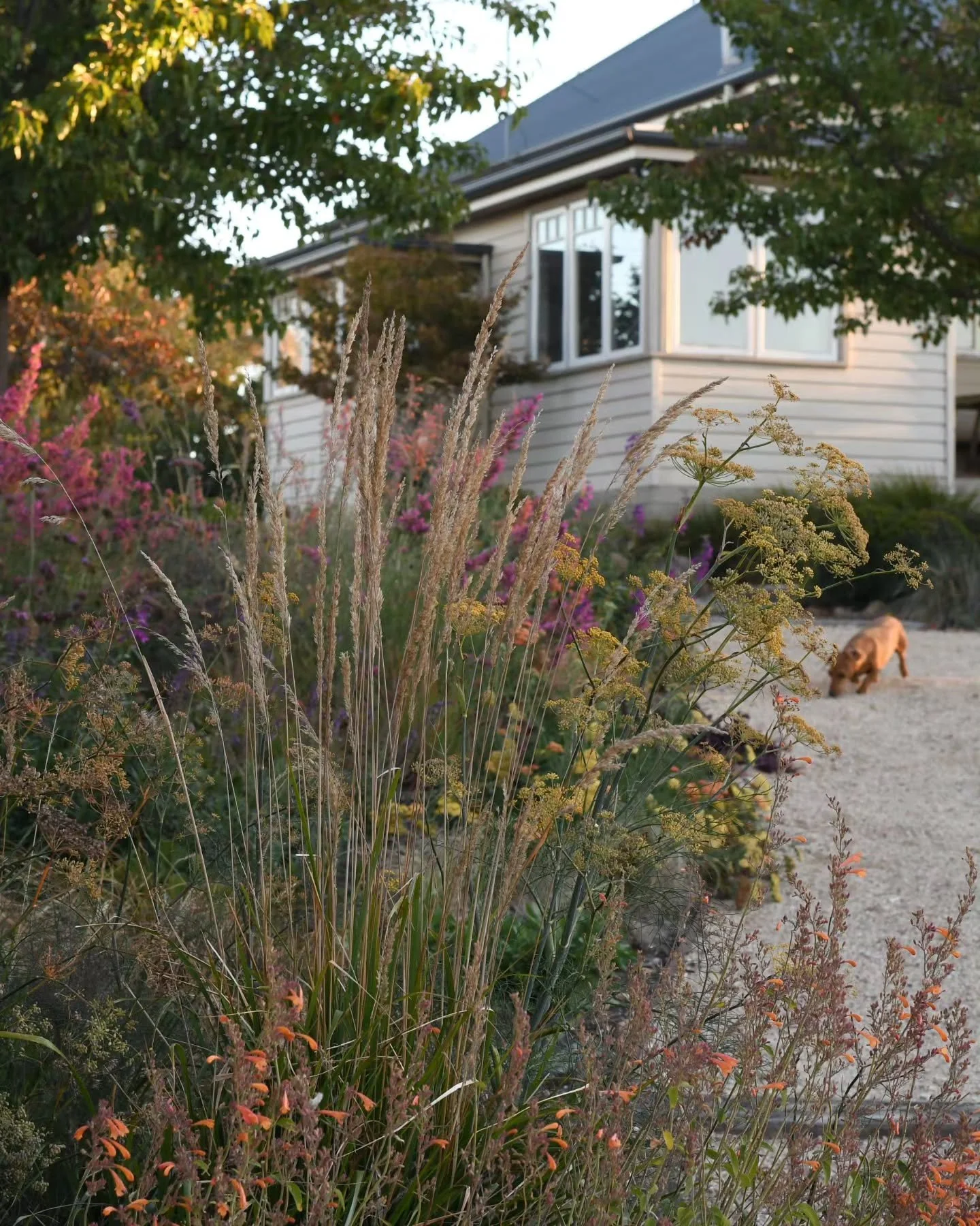 From garden, to studio. It's lacy season in the garden,  and the studio too. Interlaced. One cannot be without the other.
.
#lacy #ethereal #gardenbones #astudiointhegarden #gardeninspo