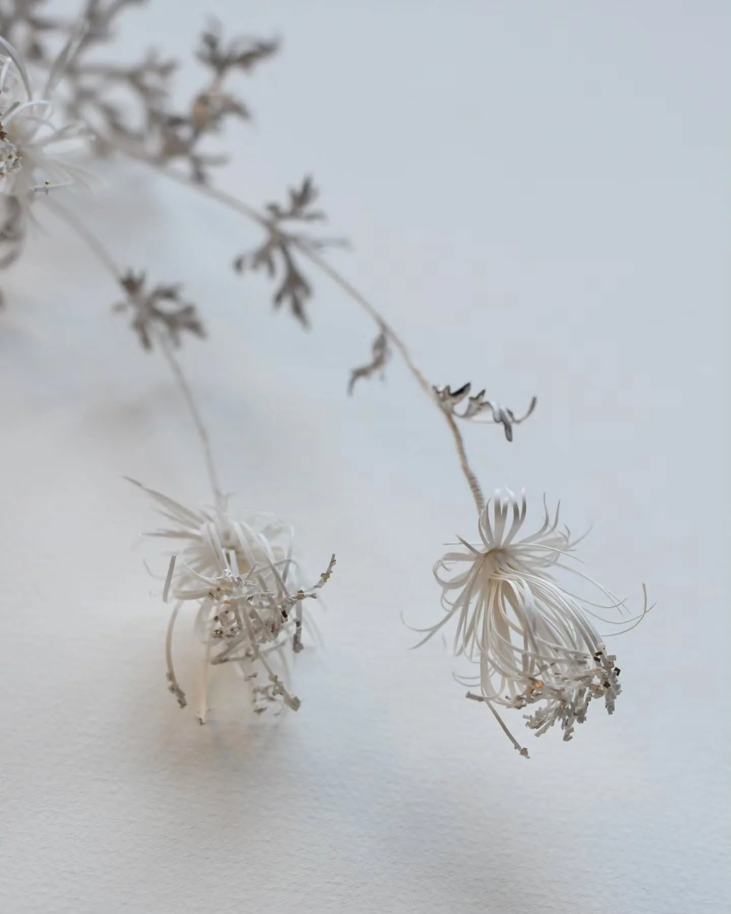 Pushing the boundaries for how fine and ethereal paper can be in the studio this week.  The collection of paper plants specimens for my next exhibition is growing, and I'm excited about them. Together they will form a story of seeking moments of ligh