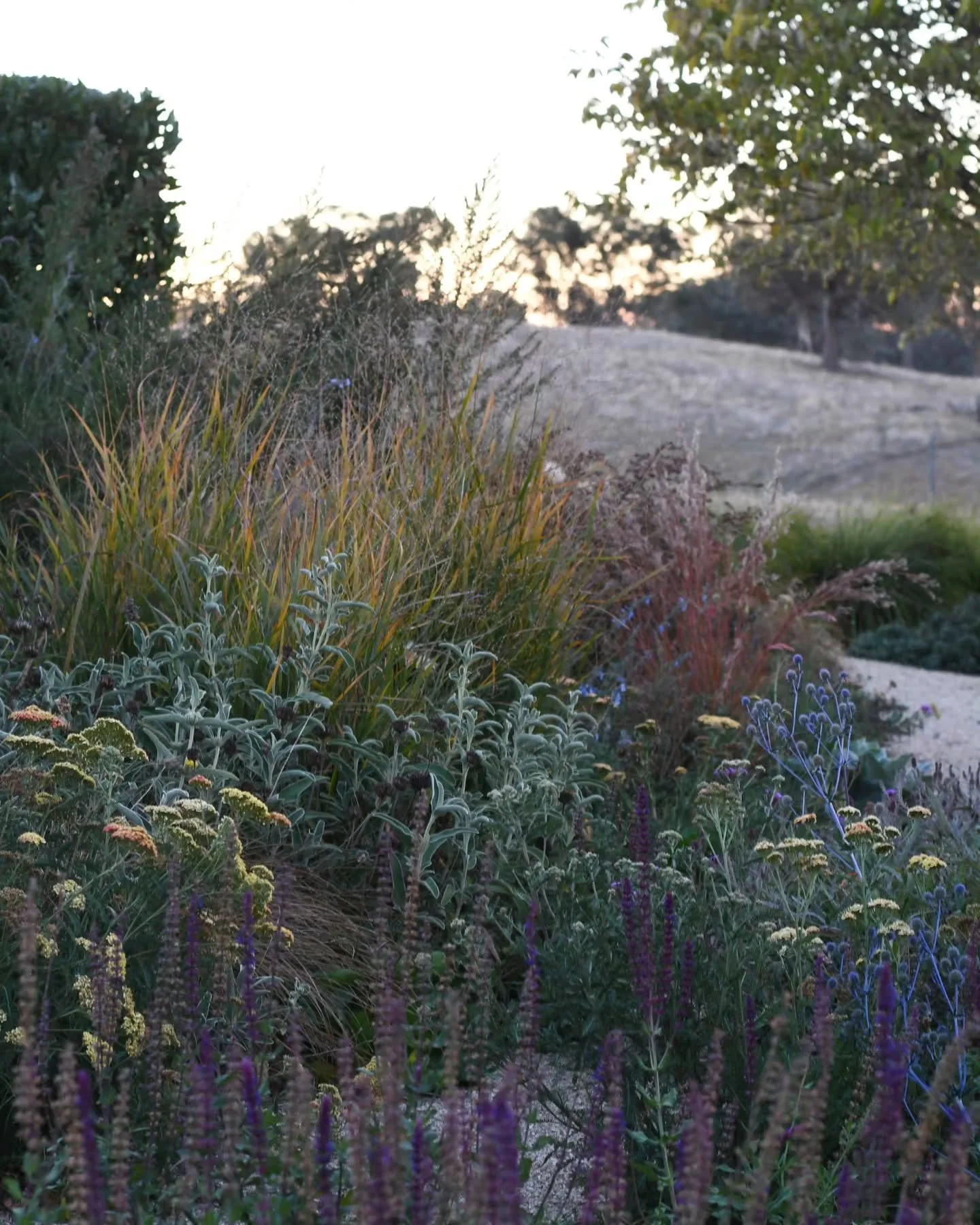 I remember my mum saying that paint colours for interior walls must be 'murky', not clear - clear pure colours look raw, she said, but opaque colours that are a little muddy sit gently. She was right.  Paint chips are deceiving,  and what looks ok on