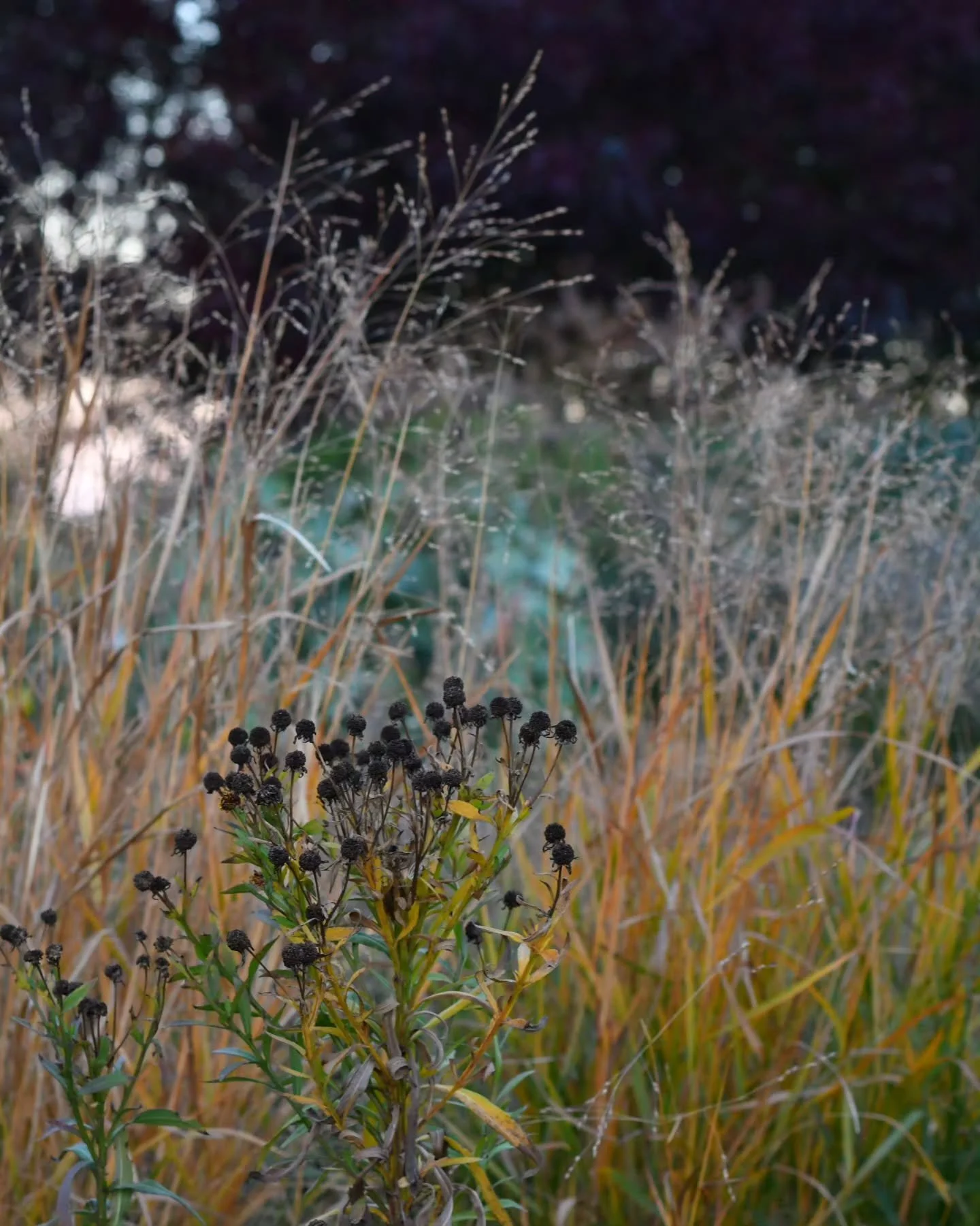 The dark burgundy and plum tones of the claret ash provide such a wonderful canvas for fading autumnal perennials in front - it's like a dark and moody theatre, with the plumes of panicum the smoke machine, and remaining pops of colour the stars relu