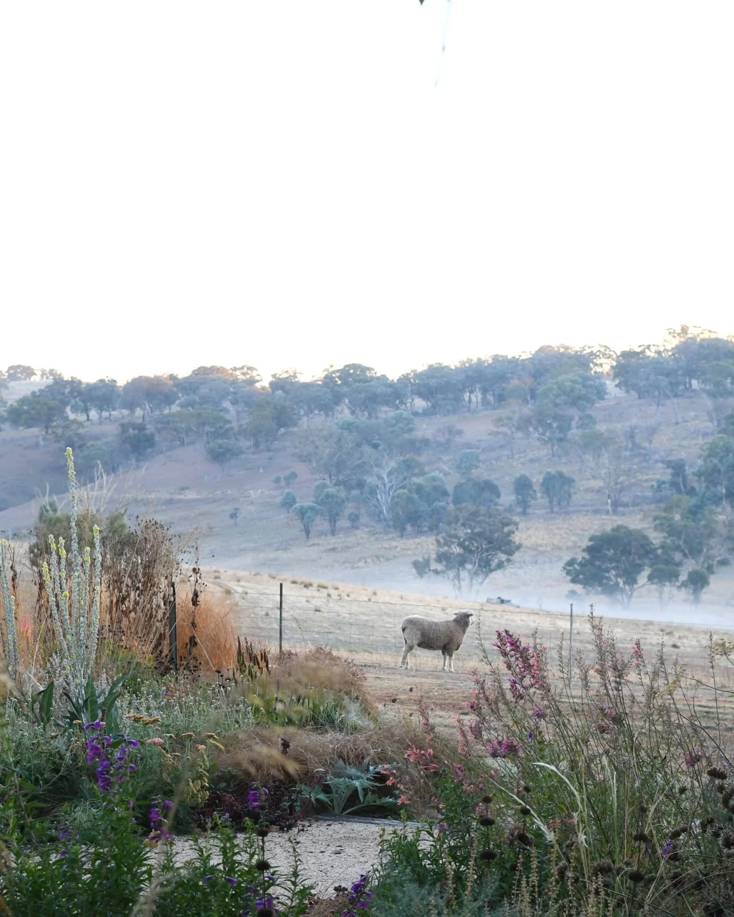 Strike a pose. Meet Typhoon, our English Leicester ram bred by the wonderful Brenton Heazlewood from Melton Park stud in Tasmania, one of the oldest studs in the country.  Typhoon is a rare breed and a champion, and he knows it.
English Leicesters ha