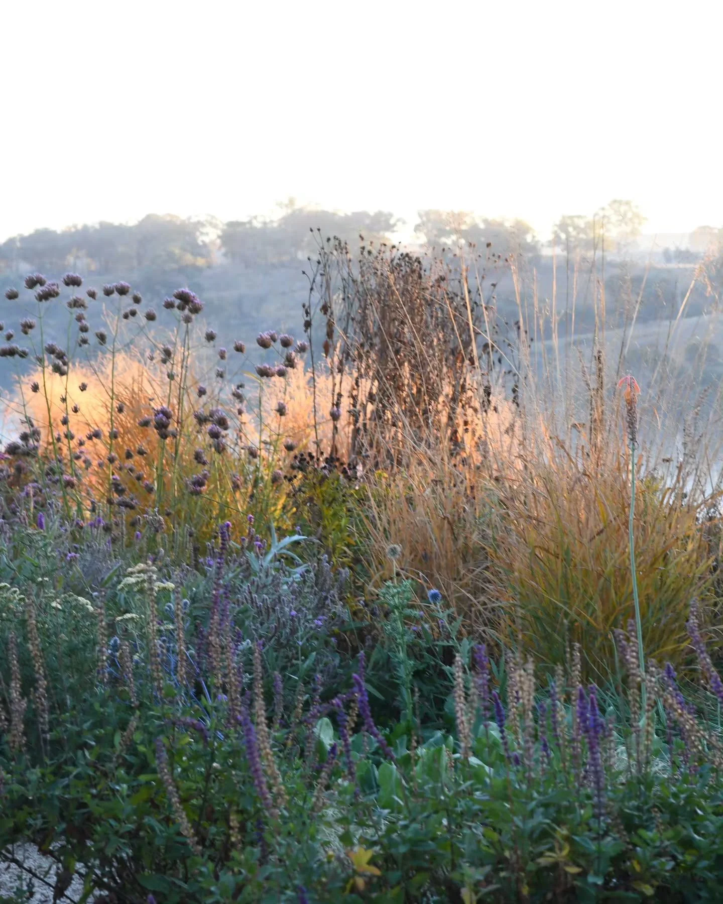 It's glow season. We wait for the magnificent colour of deciduous trees each autumn,  but equally beautiful is the change in perennials, and the ornamental grasses in particular. 
Here it's Panicum 'Autumn Glory' getting a glow-up, illuminated from e