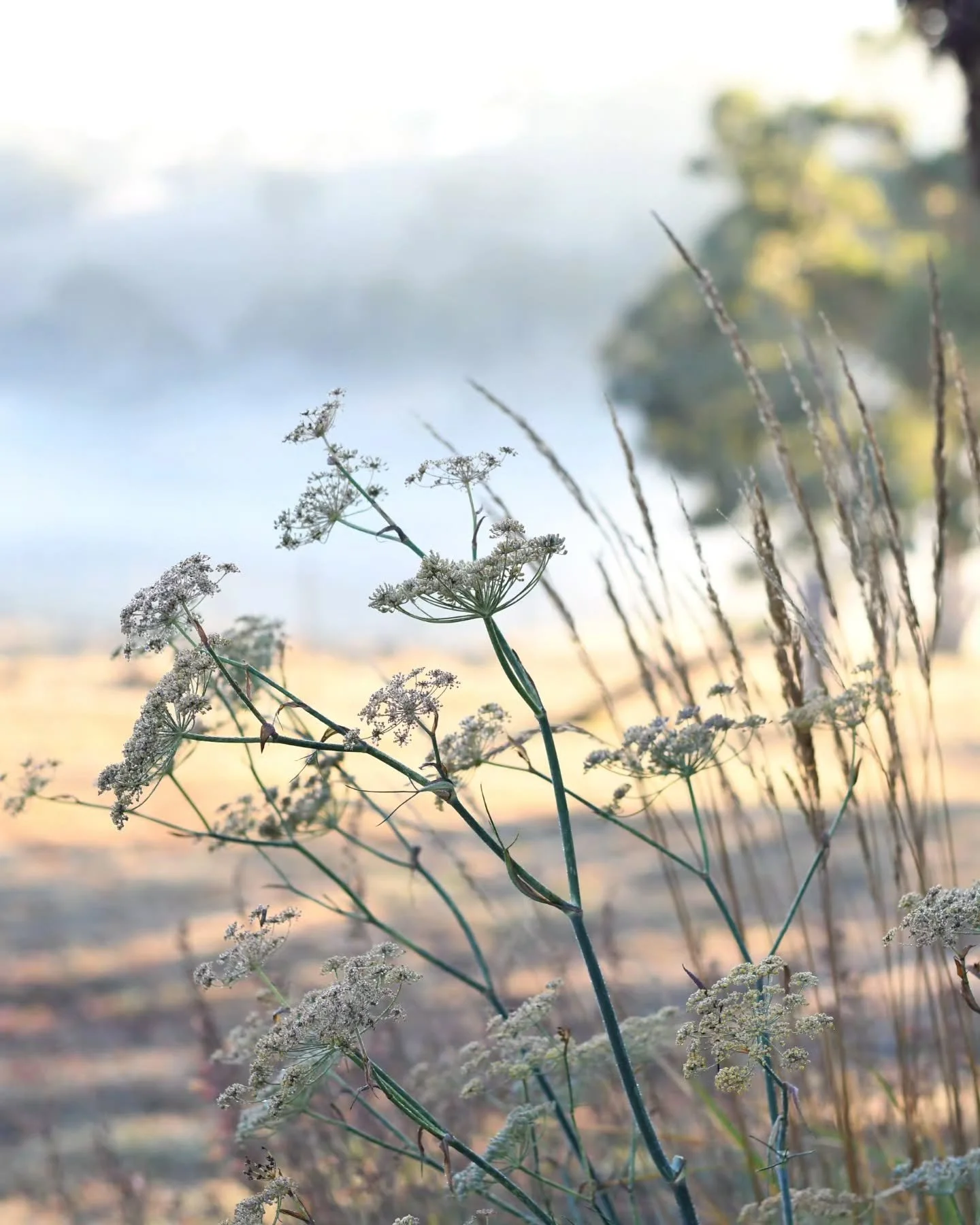 Umbels have my heart. These beautiful spindly blooms are shaped like umbrellas (think umbel - umbrella), with radiating spokes and tiny flowers at the tips.
They're lacy, ethereal,  loved by beneficial insects, and wonderful for catching the light.
T
