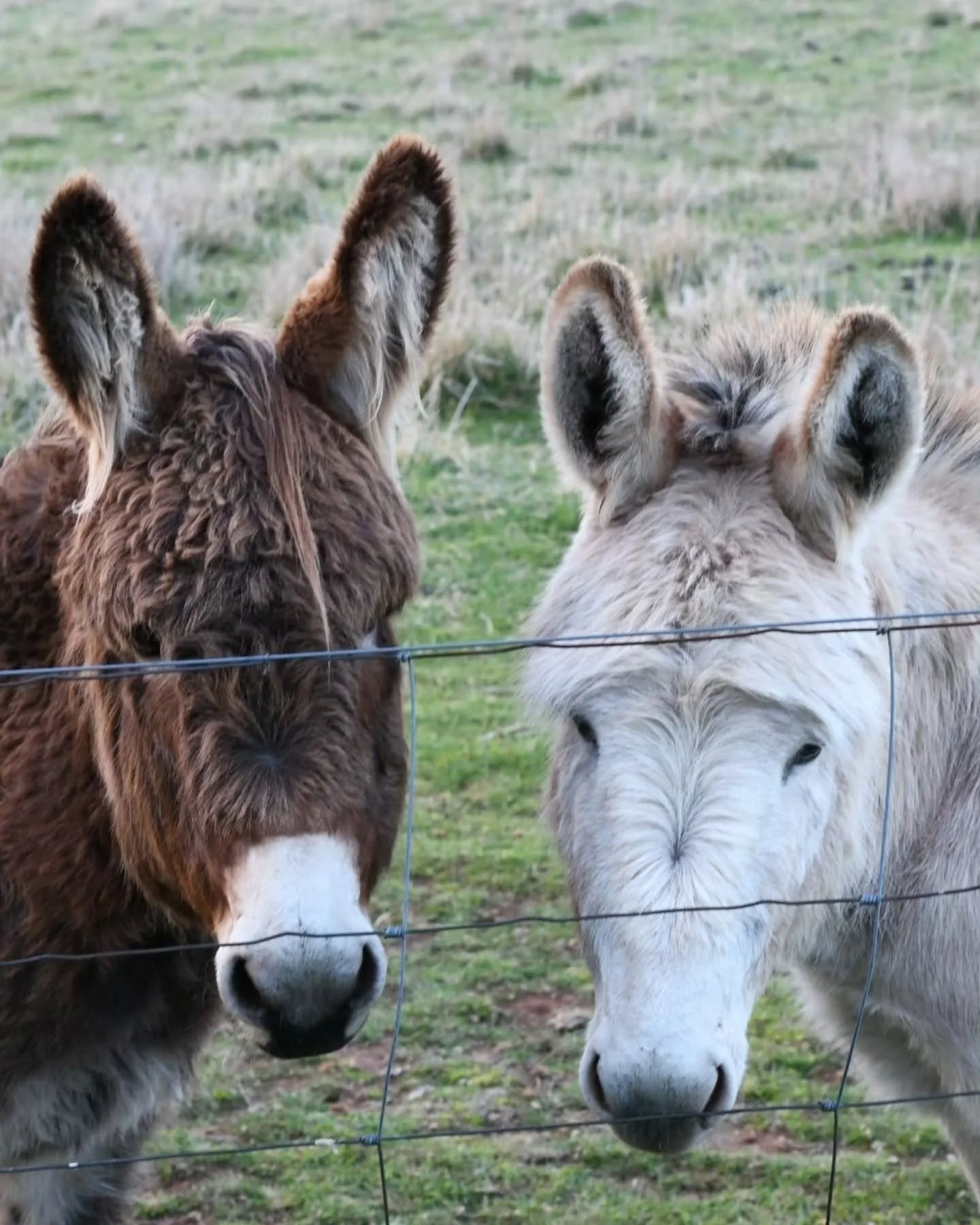 Some sad news, I'm feeling a bit heartbroken because my dear little Olive has gone. She didn't arrive with Pearl for her evening feed last Sunday, so I walked to the bottom of their paddock and found her lying still, dead, beneath the tree where they