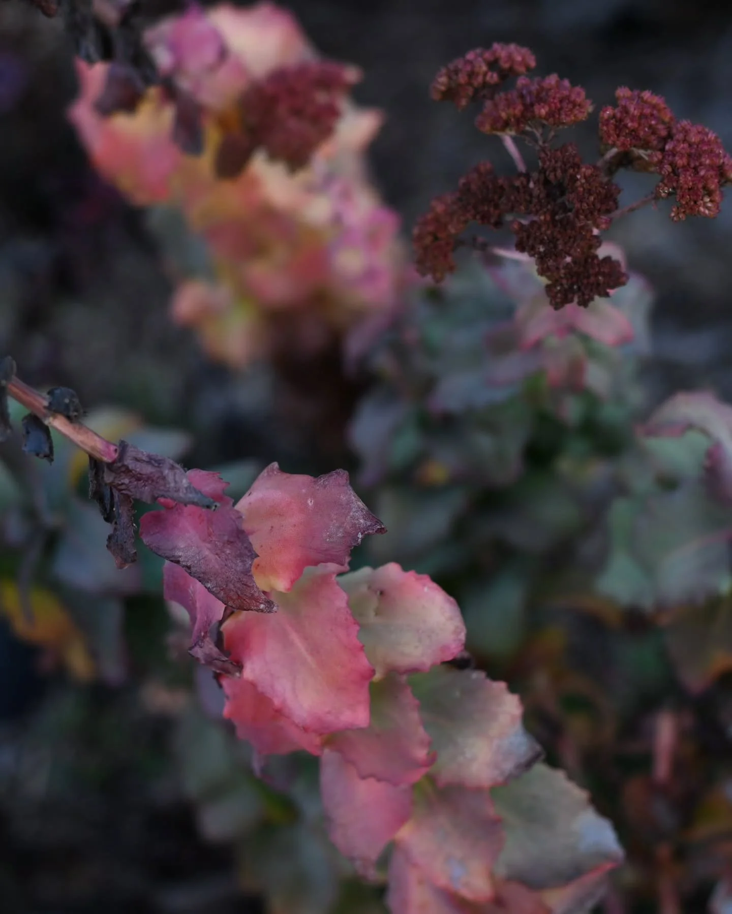 Ooohh the colours of this season are rich and textured like an old crooner's voice, or sitting in a dimmed jazz bar sipping smoky whisky on a leather chaise longue. Age brings depth in tones of velvet plum, silky shiraz burnt butter, and wood smoke, 