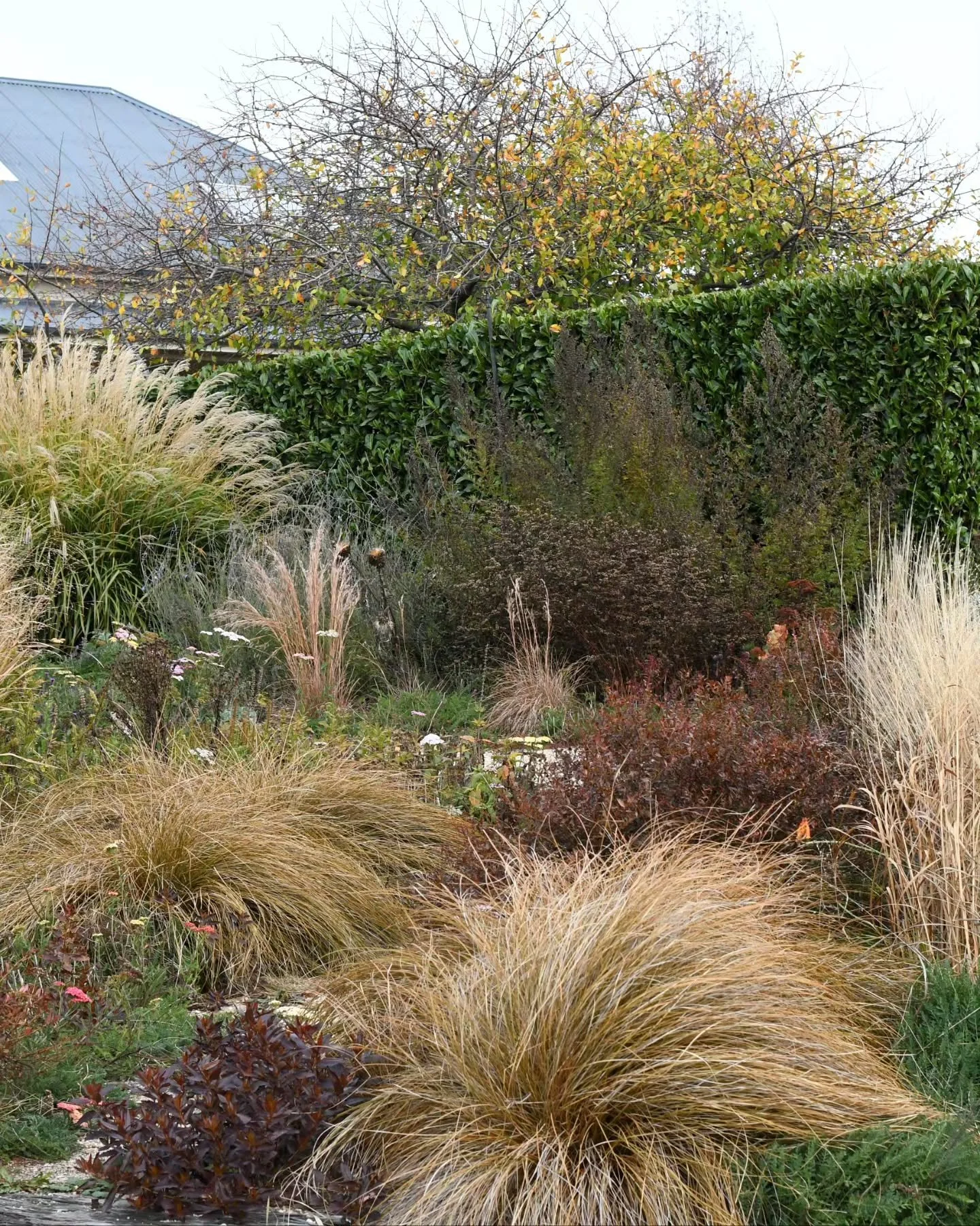 It's the season of ornamental grasses turning to threads of spun toffee in the perennial beds.  The days have remained unusually mild, but as they begin to chill these toasty tones add some warmth to the winter garden. The clumps may look similar, bu