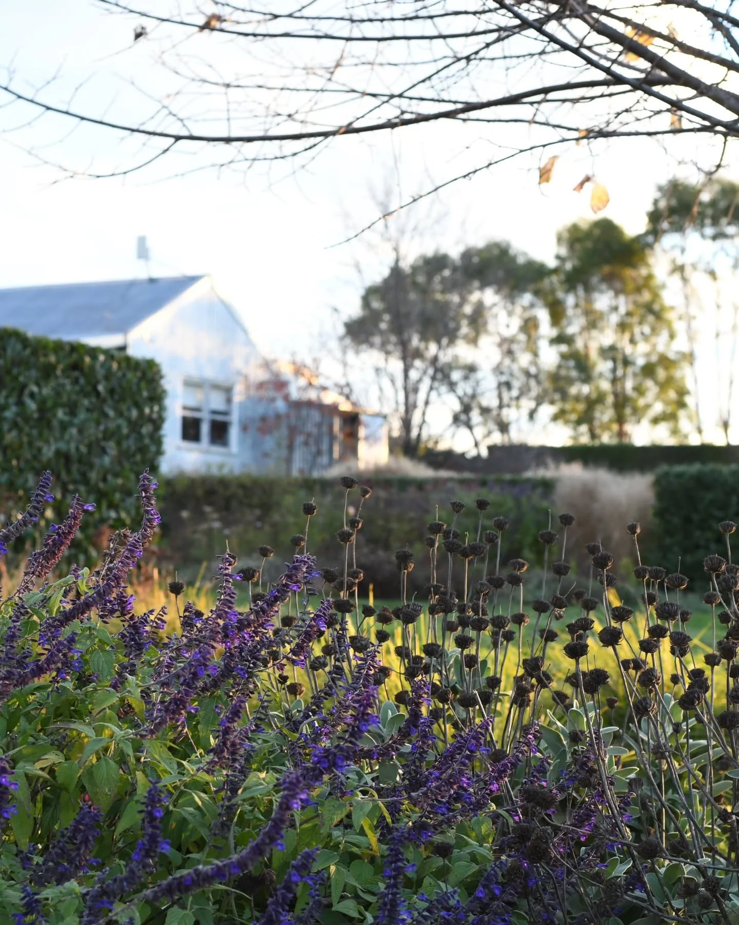 I do love a bauble in the garden, a bead threaded onto twiggy stems, and this is a favourite - the shrubby Phlomis 'Lemon Blush'. The silver foliage and yellow flowers are reason enough to grow this plant, but at this time of year, the near black dri