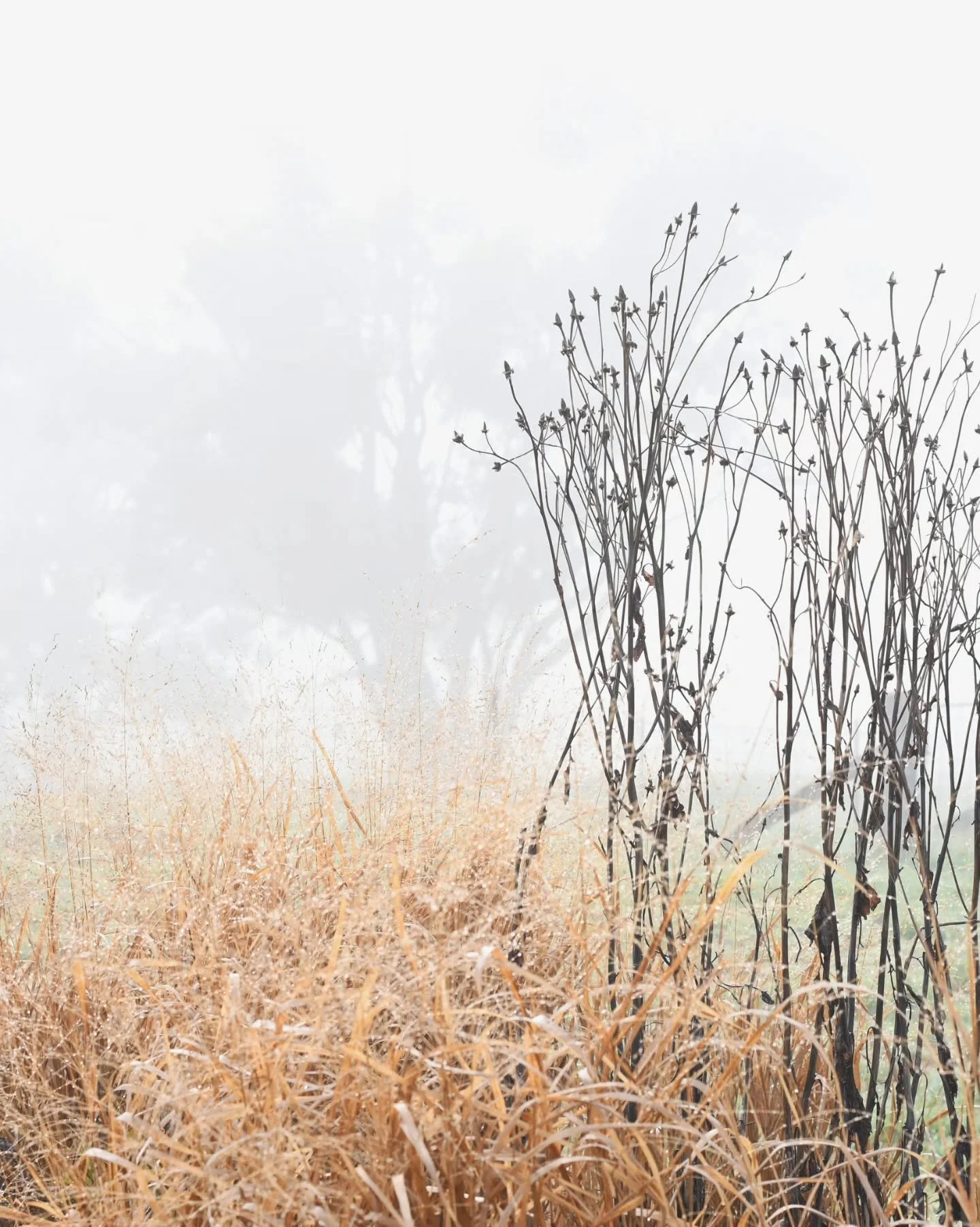 Have your ever walked past a window on the street and caught a glimpse of your silhouette - then, you try to turn and catch the image but of course you can't, it flees as soon as you pivot? Silly really. Thankfully the silhouettes of the garden at th