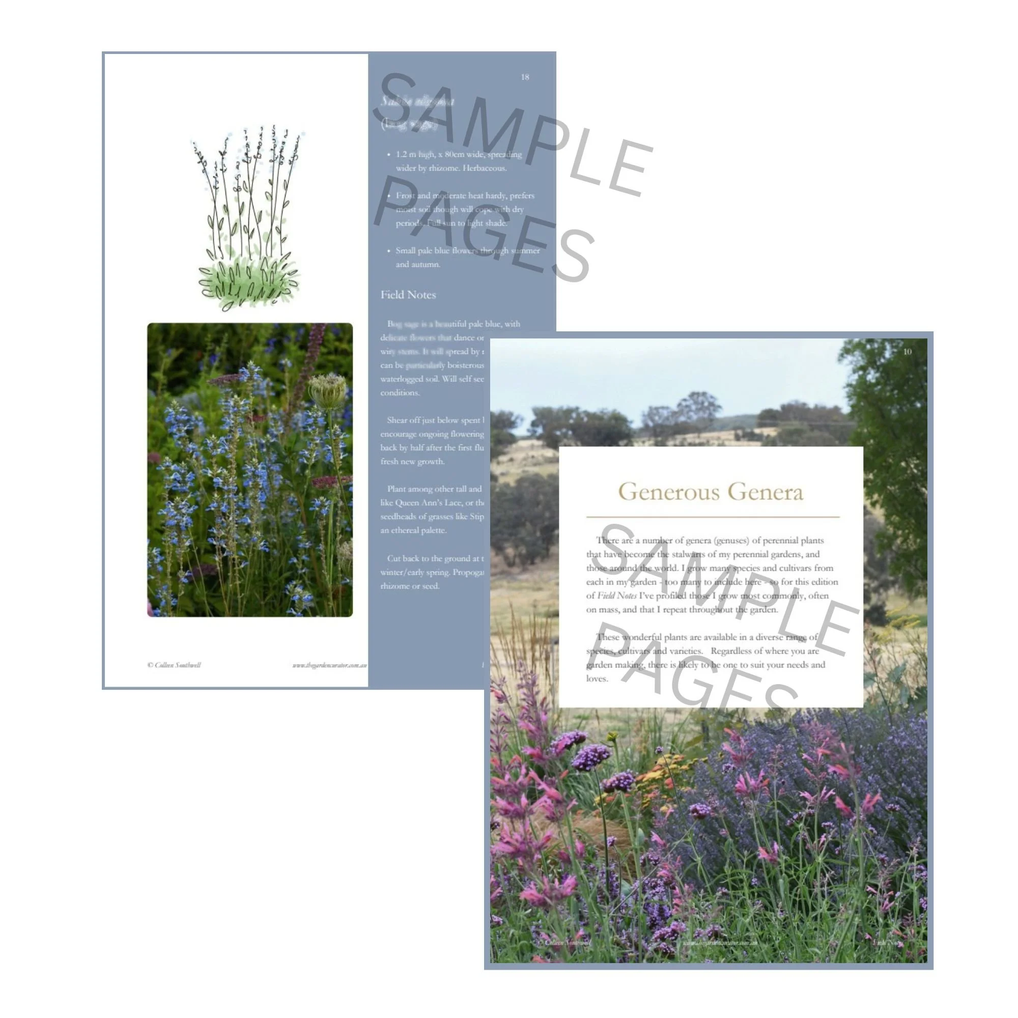 Favourite Go To Perennials web image 1.jpg