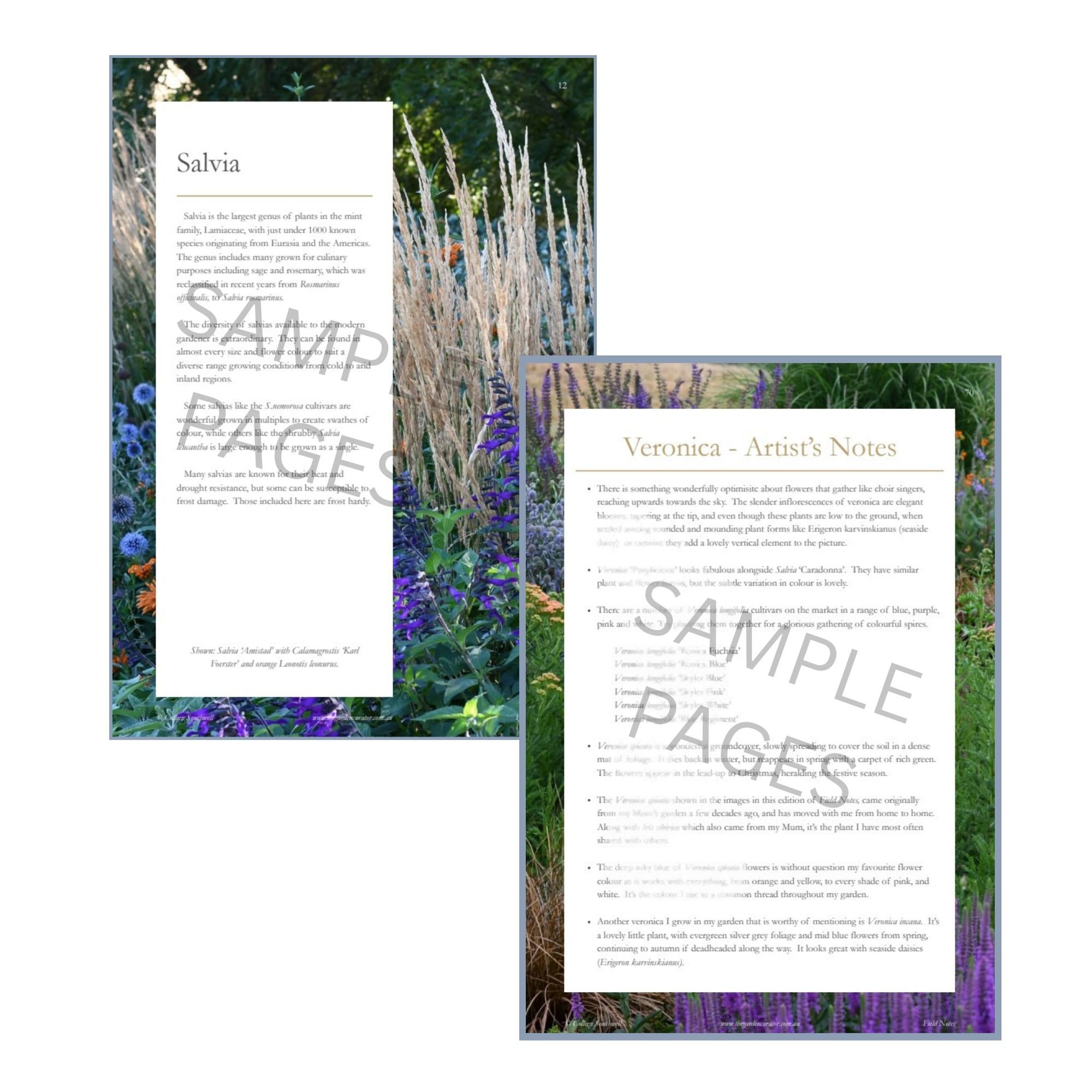 Favourite Go To Perennials web image 2.jpg