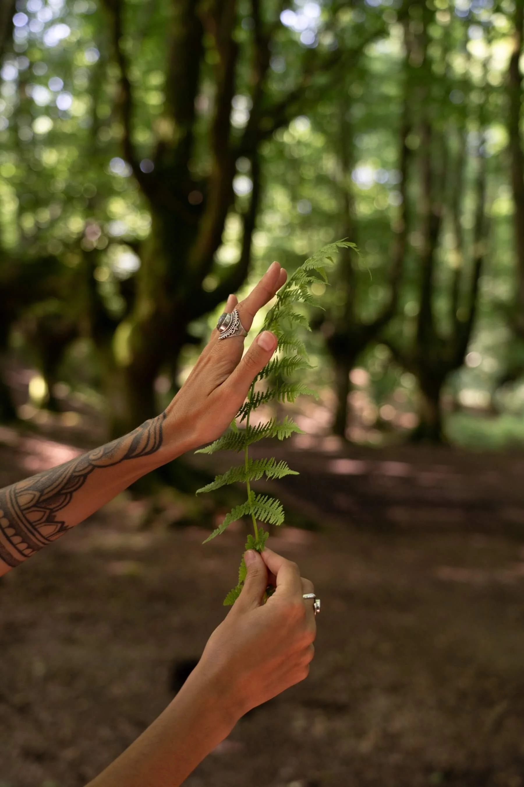 Ana con sus dos manos, una con tatuajes y anillos, sosteniendo una hoja de helecho en un bosque con árboles verdes y luz solar filtrándose.