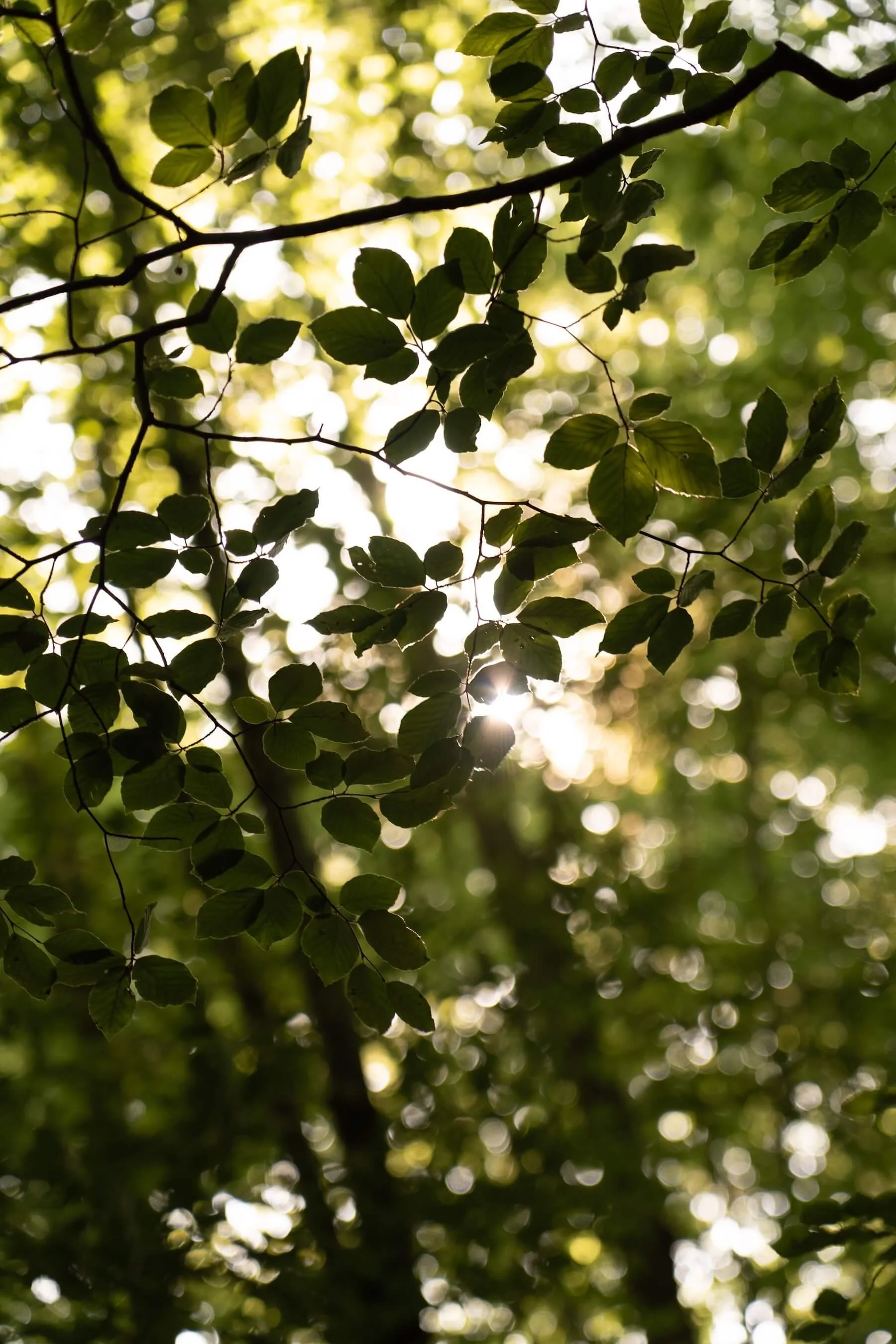 Hojas verdes de árboles con sol filtrándose a través de ellas en un día soleado.
