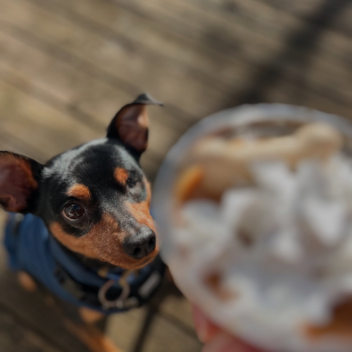 You&rsquo;re 11 years young this March 25th George. It takes more than one day to celebrate you and how fortunate I am to have grown up with you in my life. I don&rsquo;t appreciate that you been carelessly farting around the house like me lately, bu