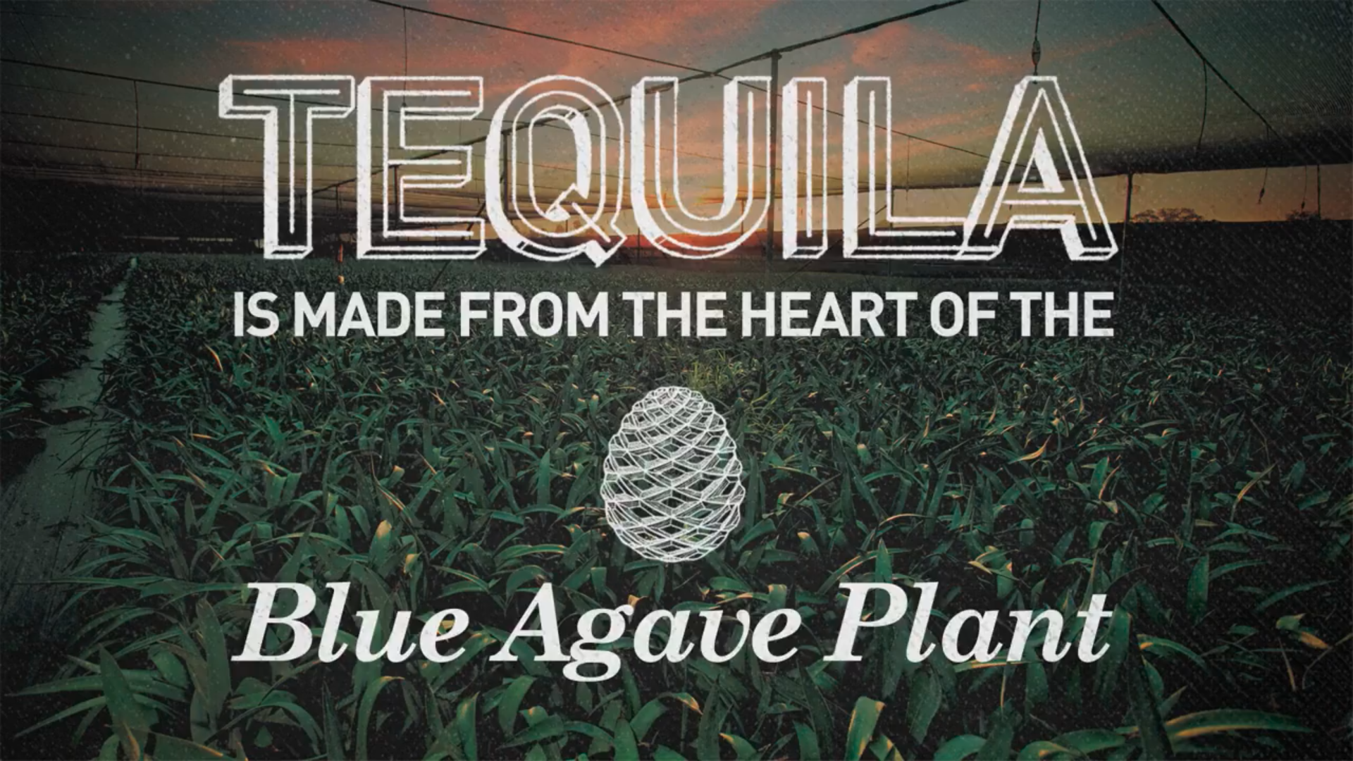Sauza Tequila