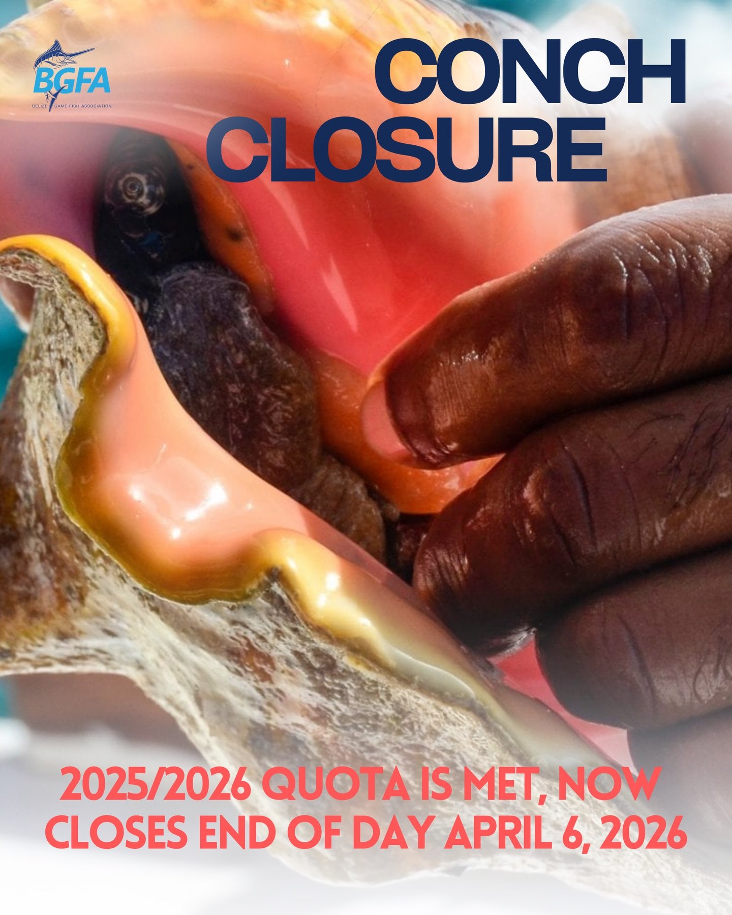 Heads up! ⚠️ The Queen Conch season for 2025/2026 officially closes by this time next week&mdash;much earlier than its typical timeline due to the national quota being met. As we head into the Easter season and seafood spikes in the market, here&rsqu