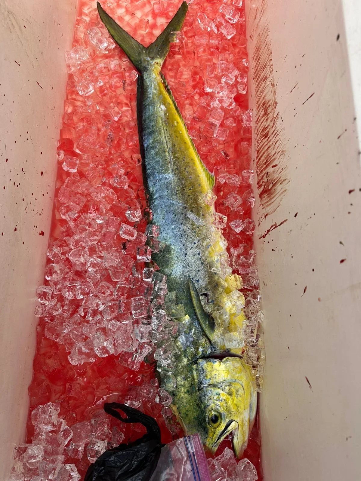 One in the icebox for Capt. Brad&rsquo;s crew. 🔒 Dorado&rsquo;s name comes from the Spanish word for &lsquo;golden&rsquo; and we see why: they&rsquo;re electric when excited or hooked!

📸: @bradmbow | @belizereef