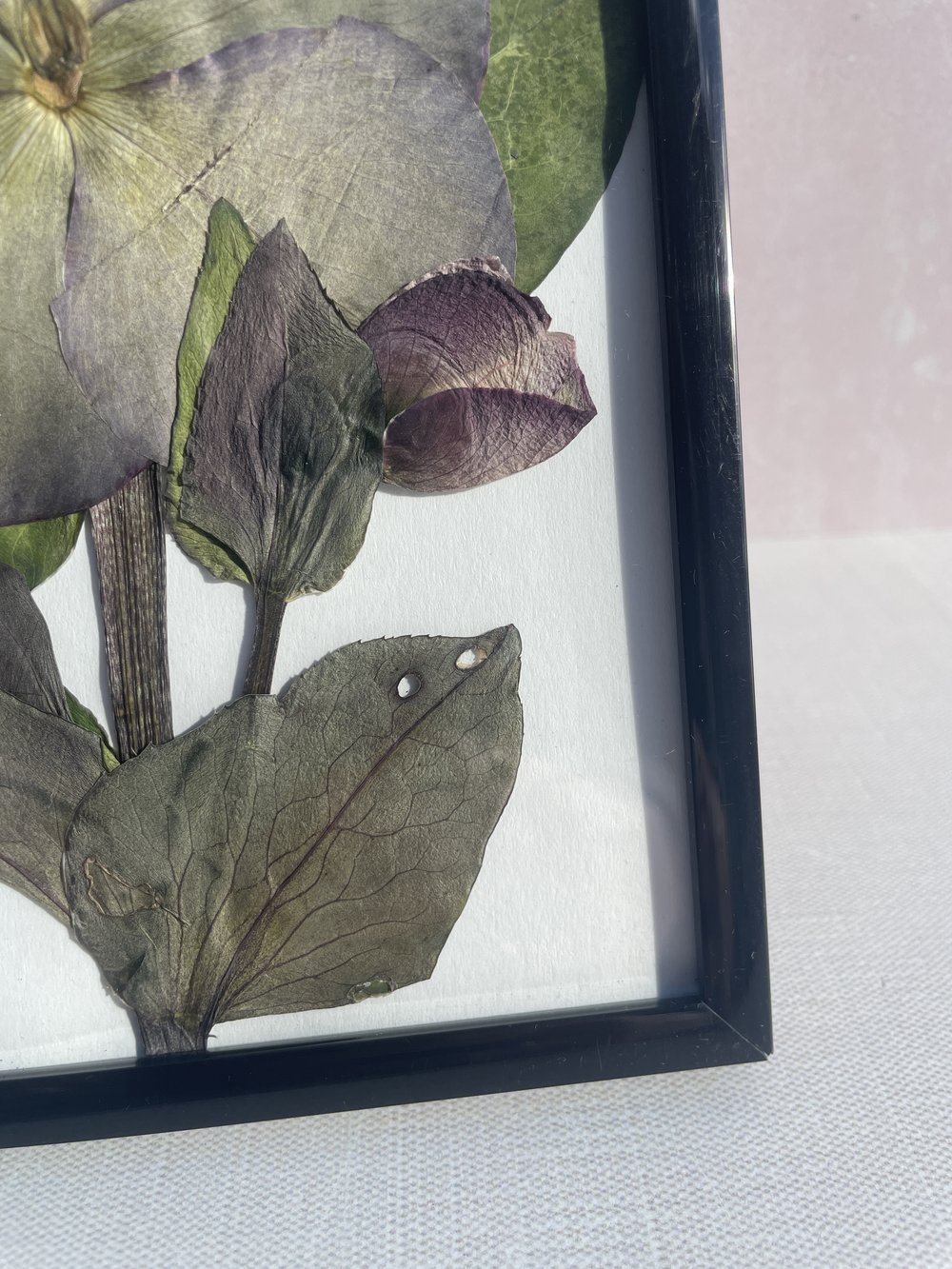 Pressed Flower Frame  Hellebore – Burl Theory