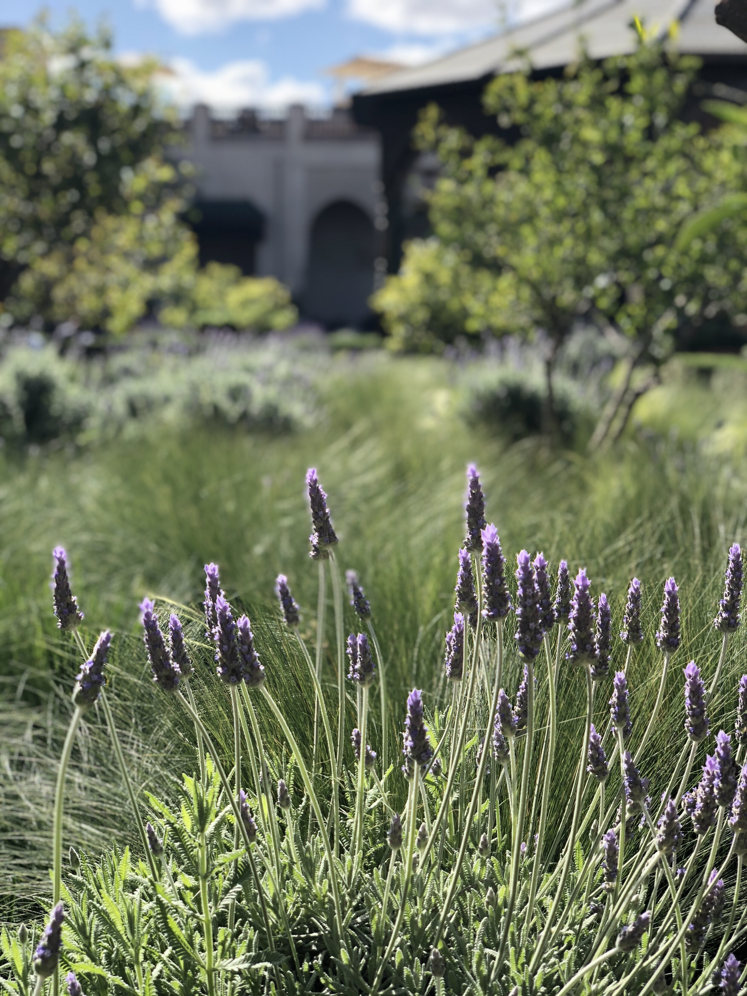 lavender_fields.jpg
