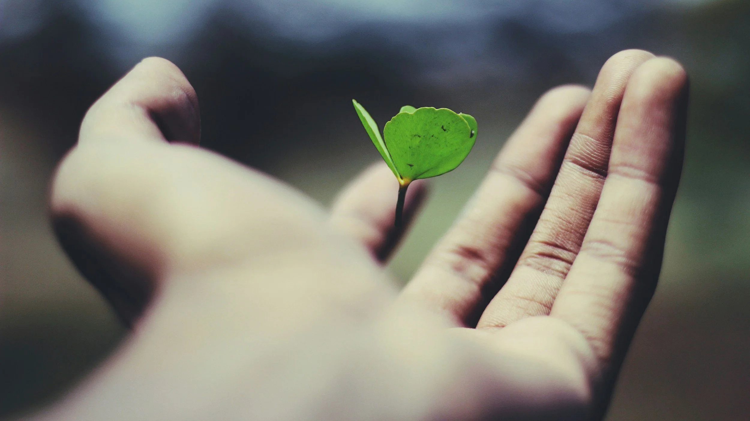 Small sprout in hand